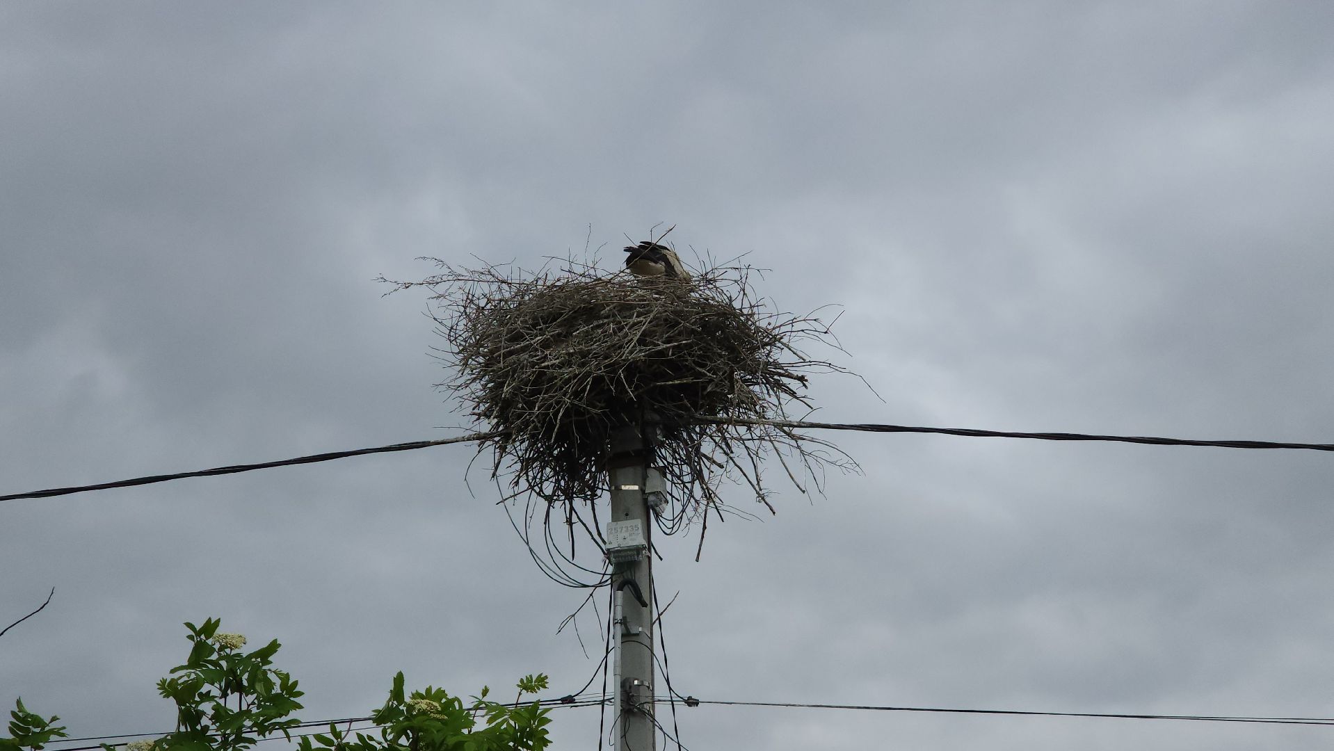 ступино, экология, аисты в подмосковье,