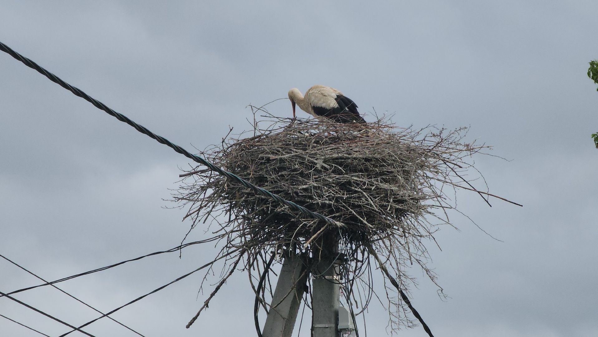 ступино, экология, аисты в подмосковье,