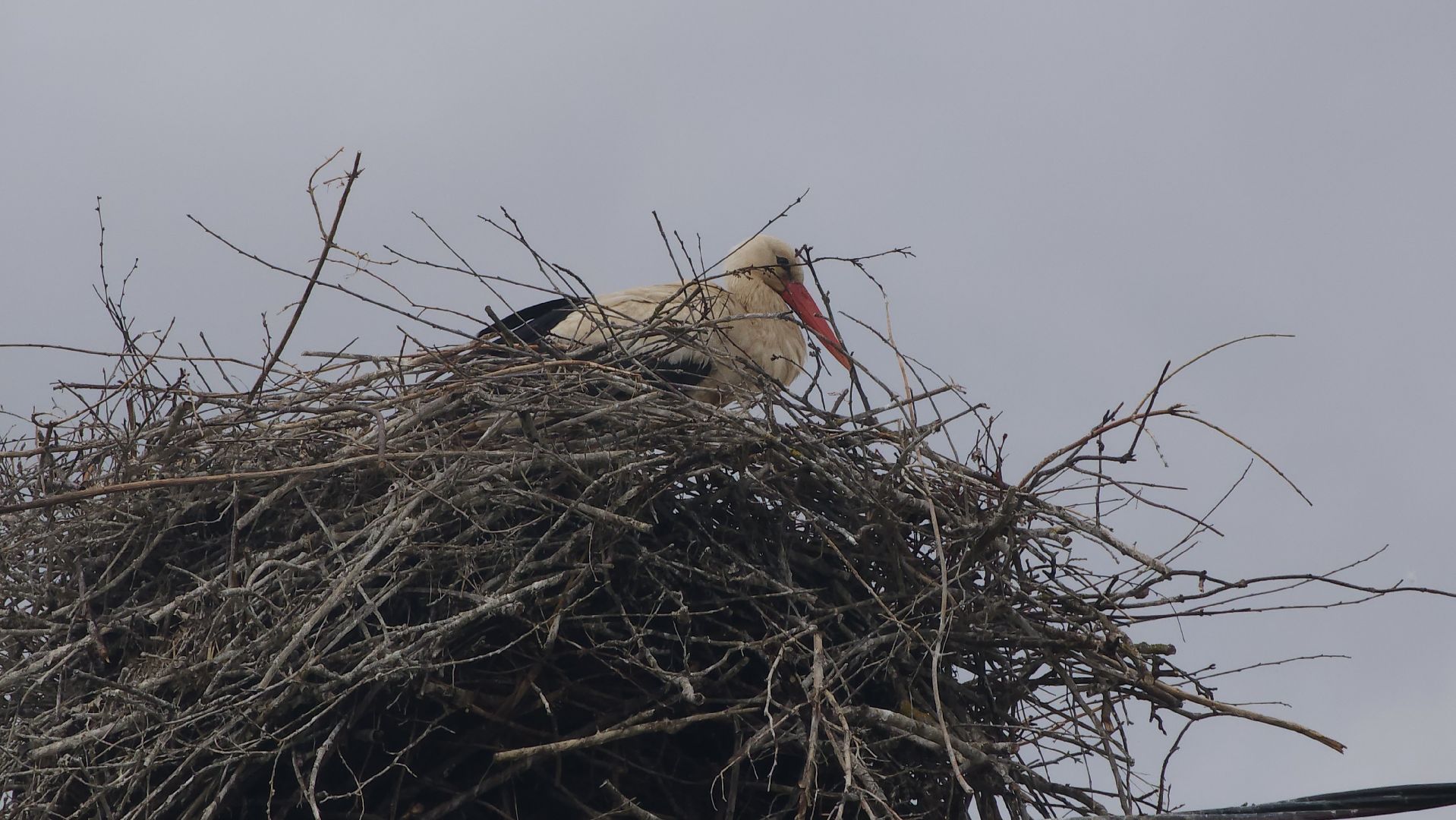 ступино, экология, аисты в подмосковье,