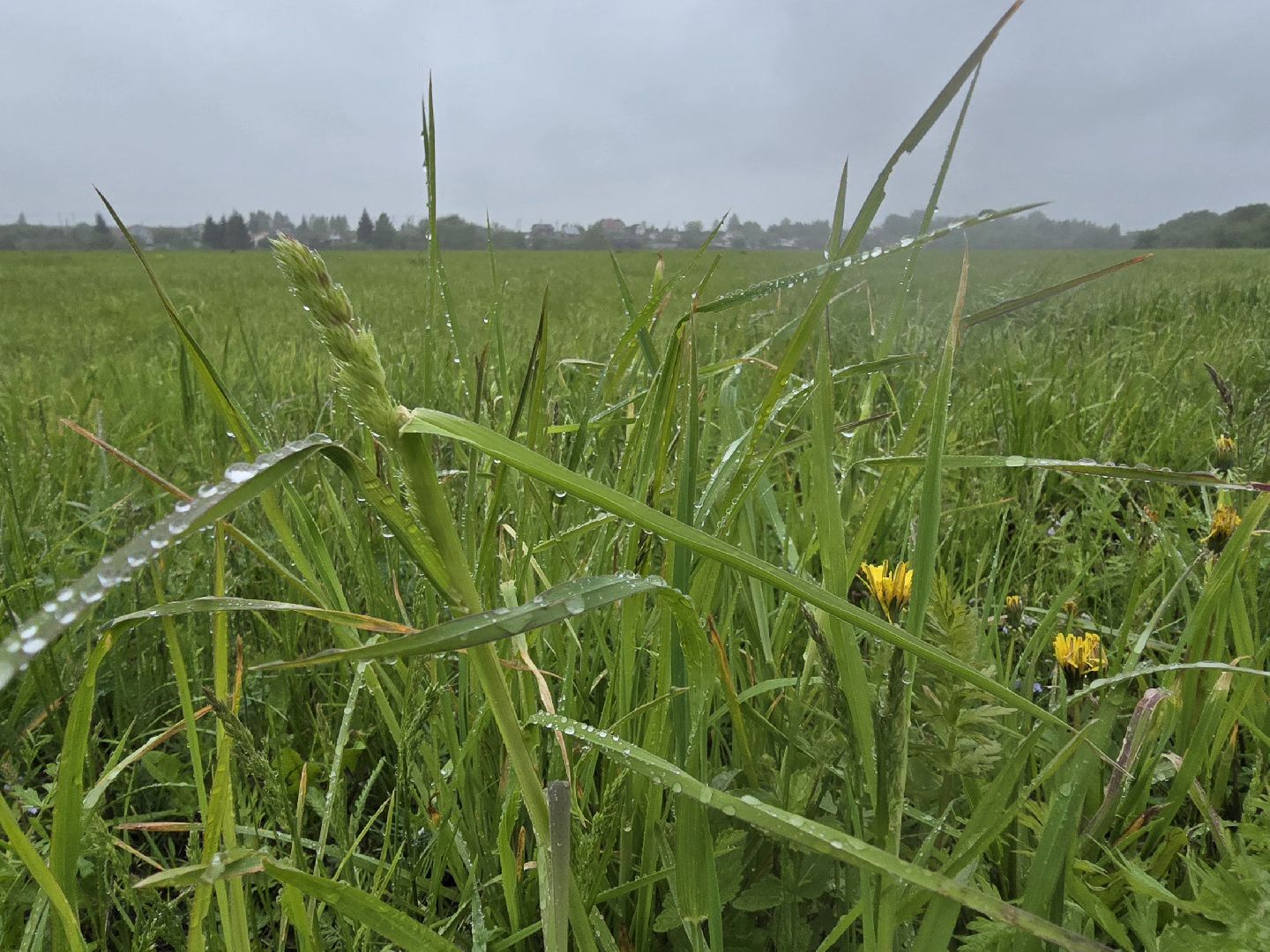 Коломна, крестьянско-фермерское хозяйство, кфх,