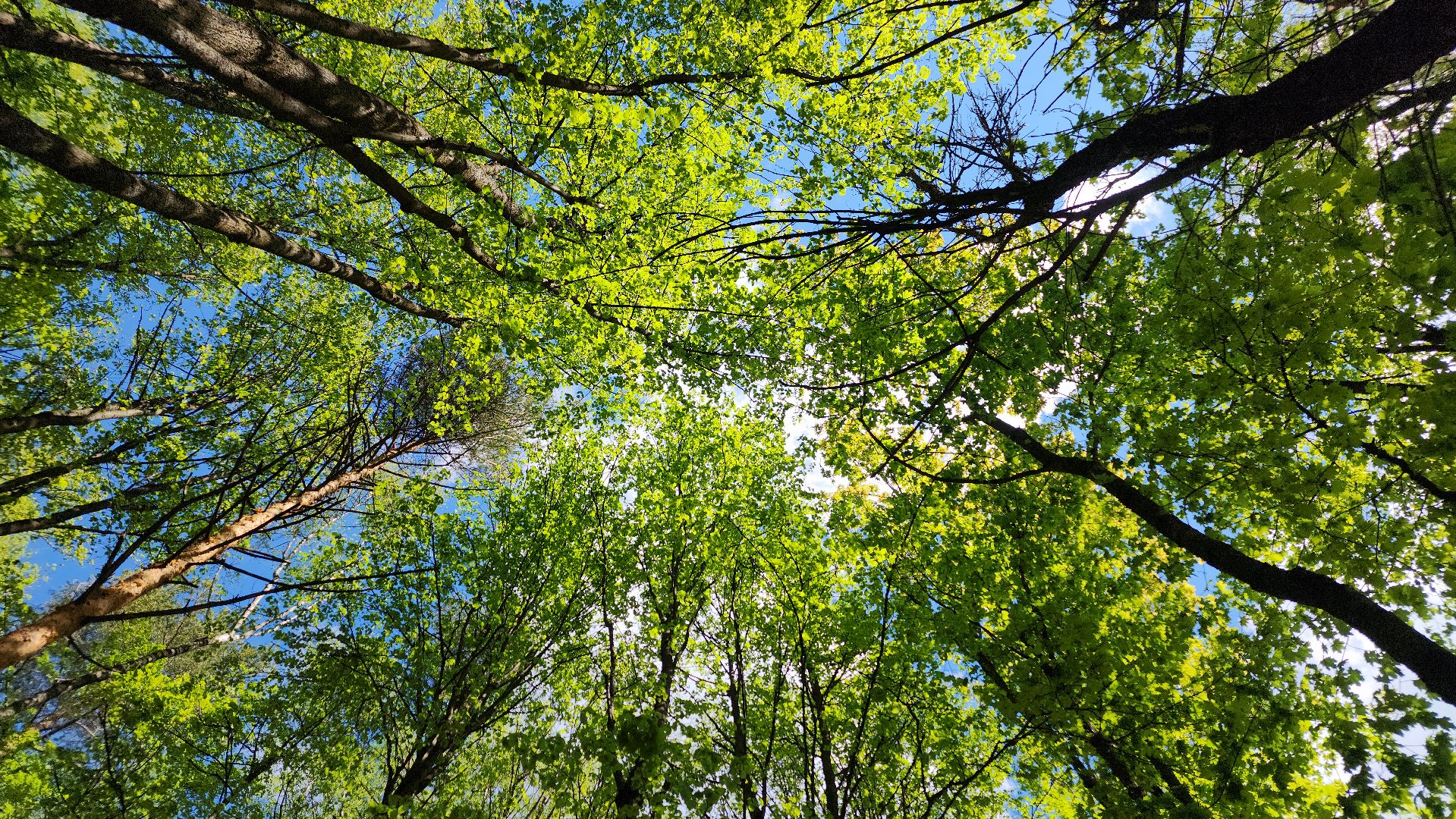 экология, юные лесничие, слет юных лесничих,