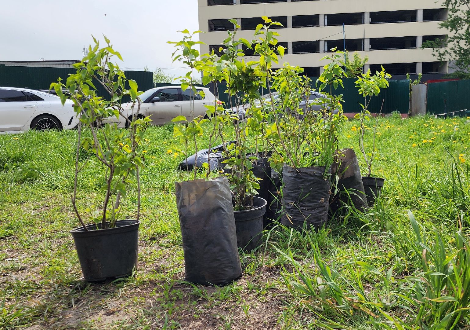химки, благоустройство , высадка деревьев, сад памяти,