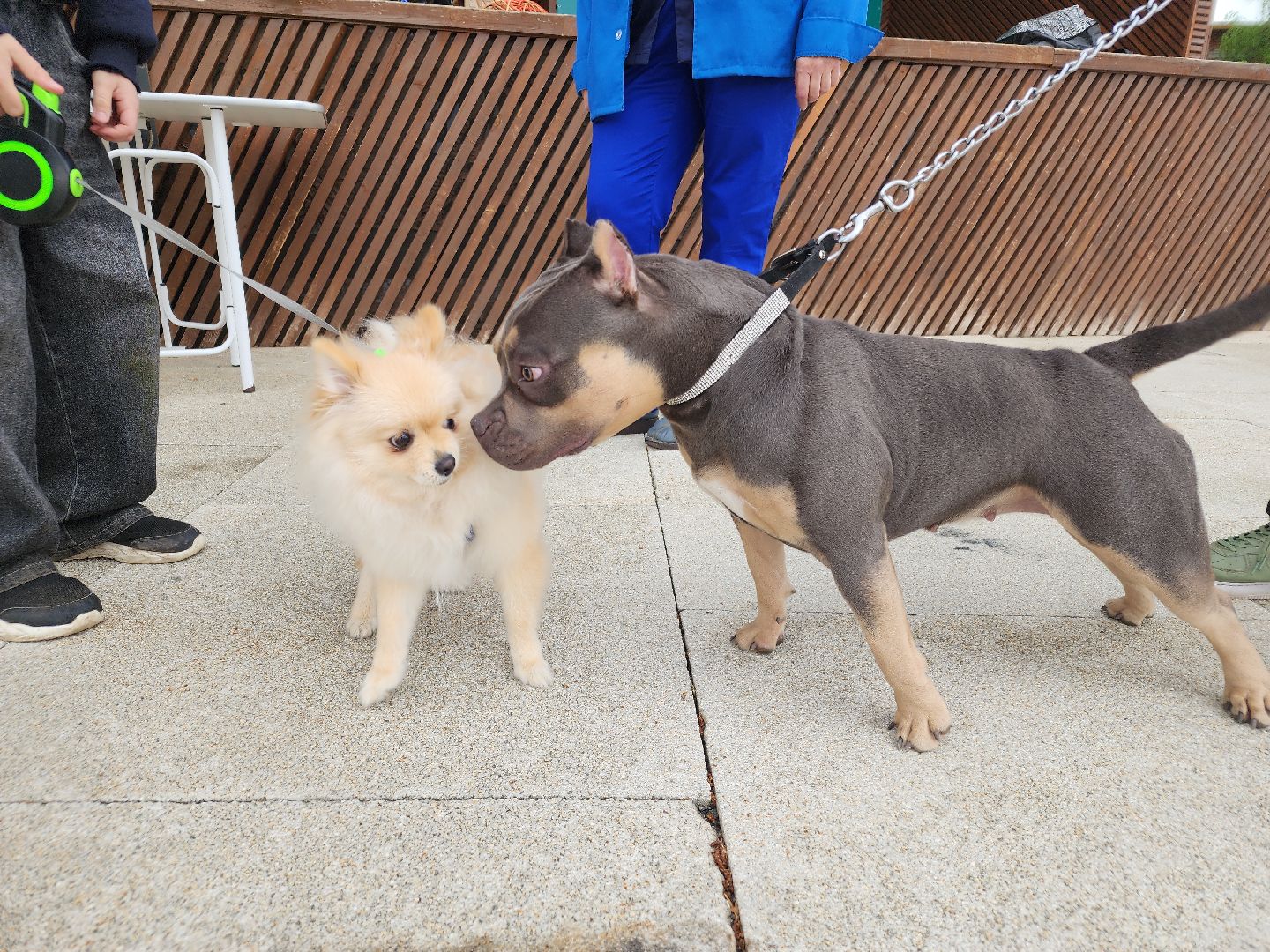 чипирование домашних животных, орехово-зуевский округ, ликино-дулево,