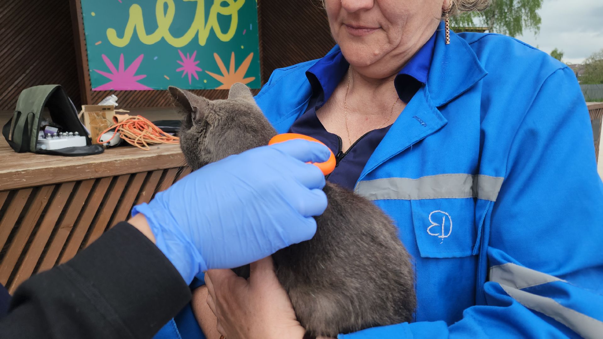 чипирование домашних животных, орехово-зуевский округ, ликино-дулево,