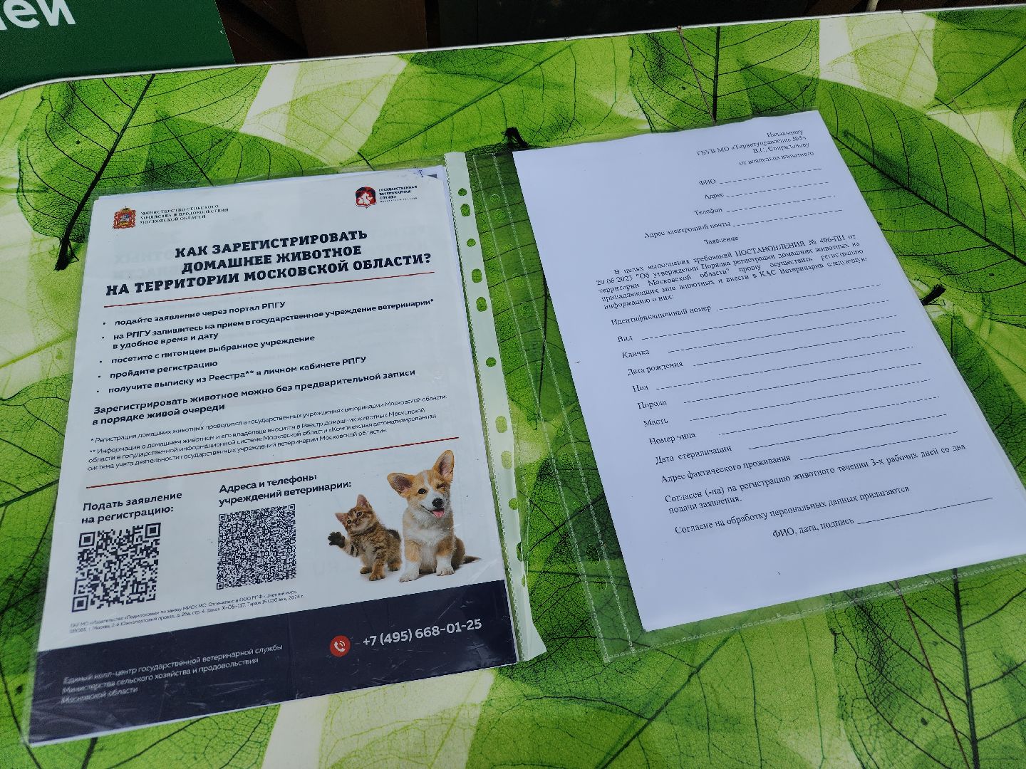 чипирование домашних животных, орехово-зуевский округ, ликино-дулево,