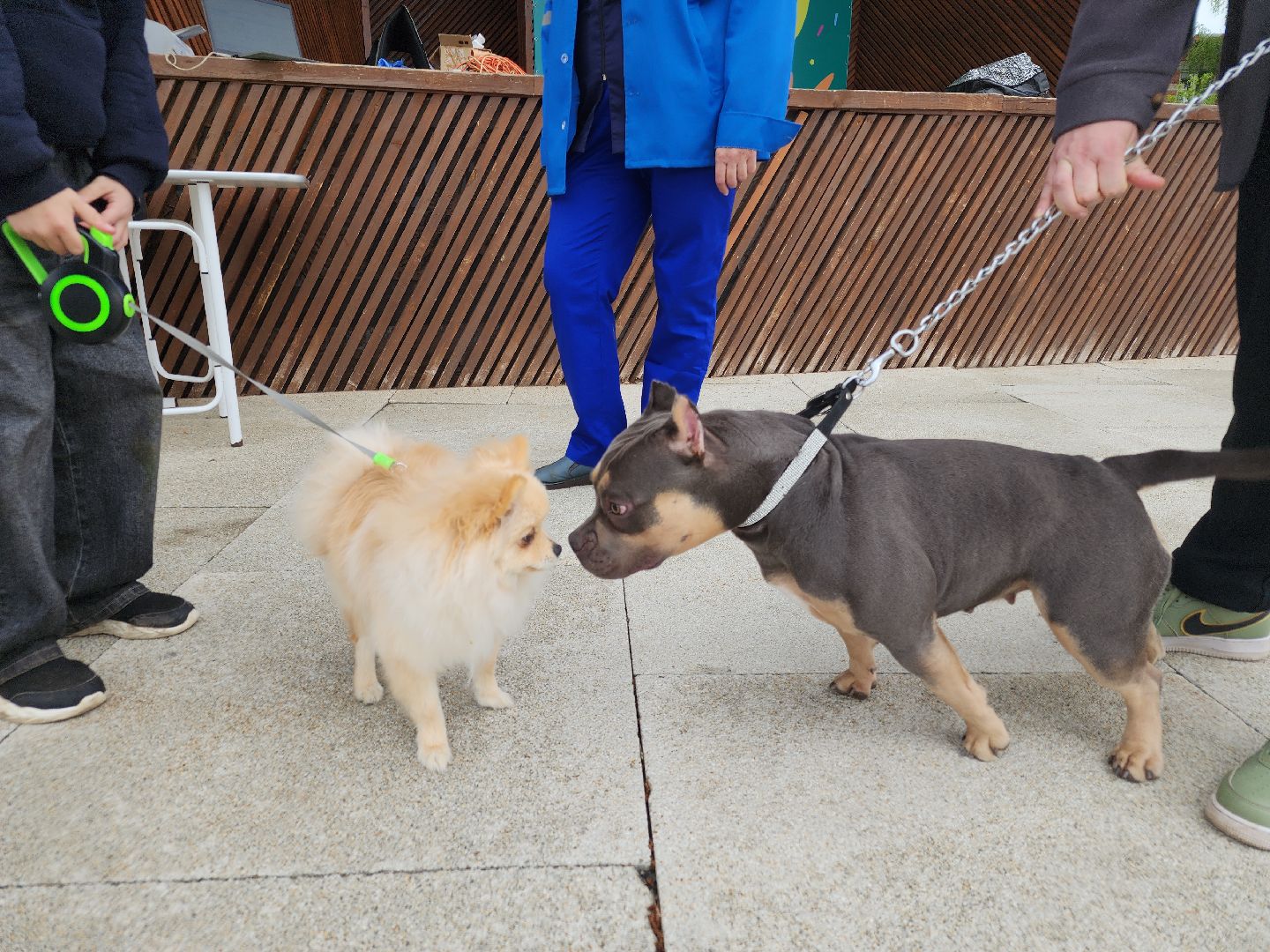 чипирование домашних животных, орехово-зуевский округ, ликино-дулево,