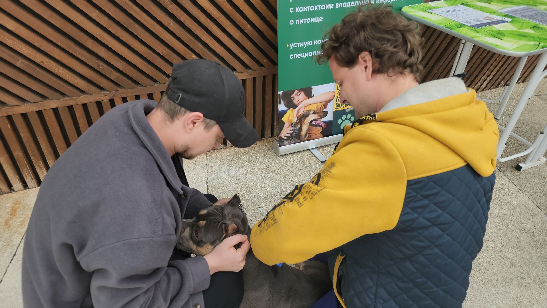 чипирование домашних животных, орехово-зуевский округ, ликино-дулево,