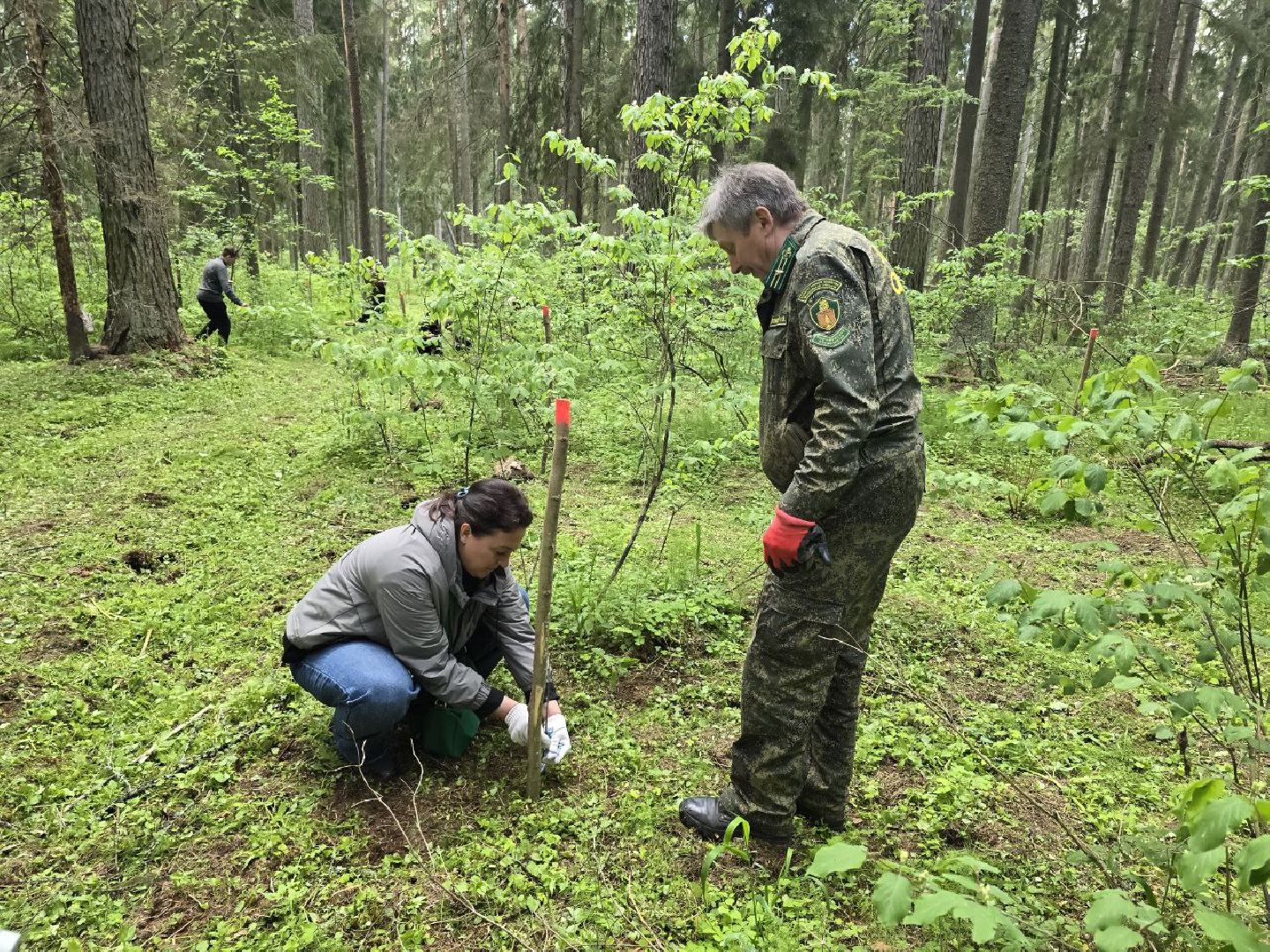 можайск, можайский муниципальный округ, подмосковье, дерево жизни, экологический проект, экология, сажаем правильно, передаем память,