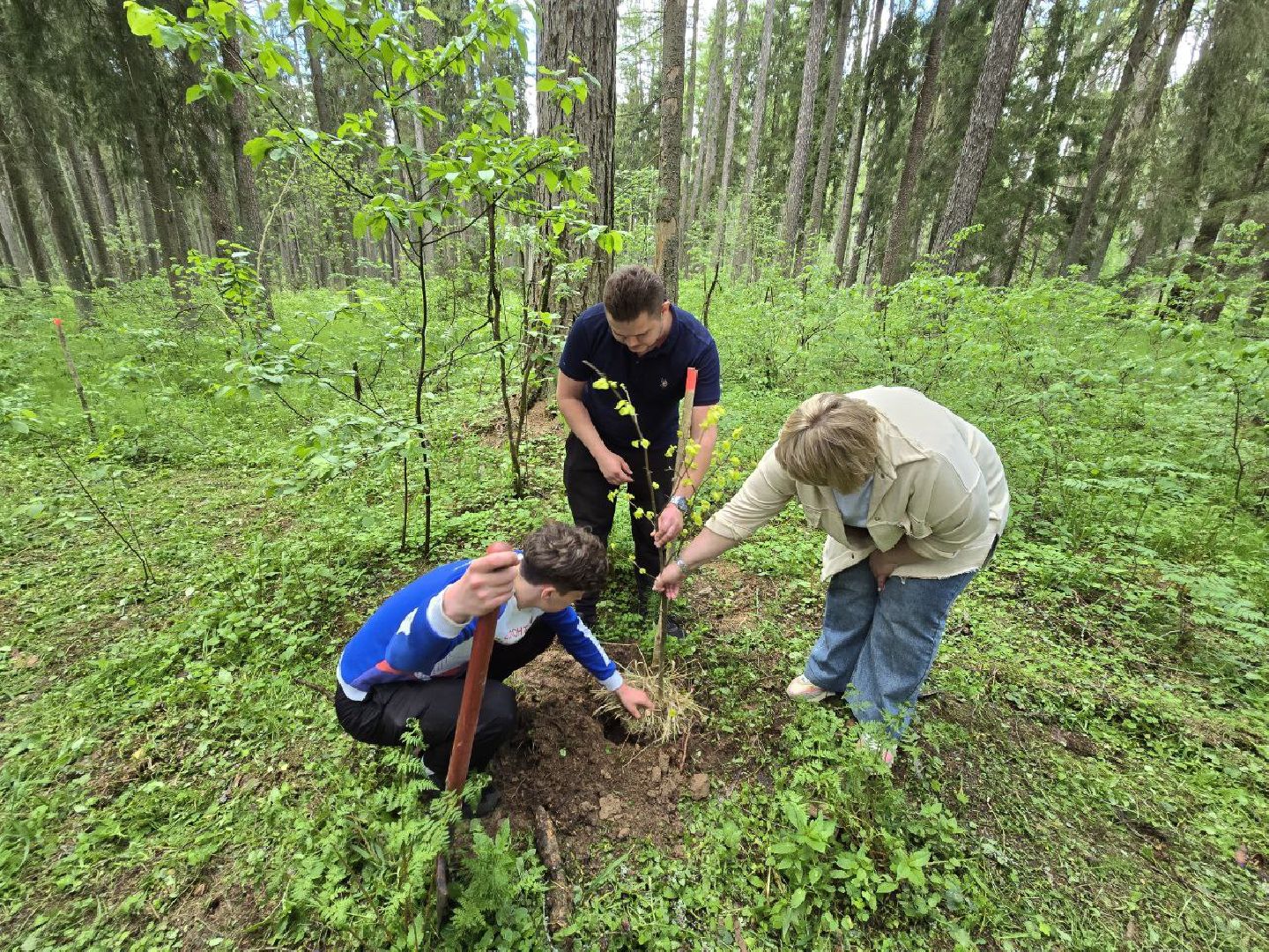 можайск, можайский муниципальный округ, подмосковье, дерево жизни, экологический проект, экология, сажаем правильно, передаем память,