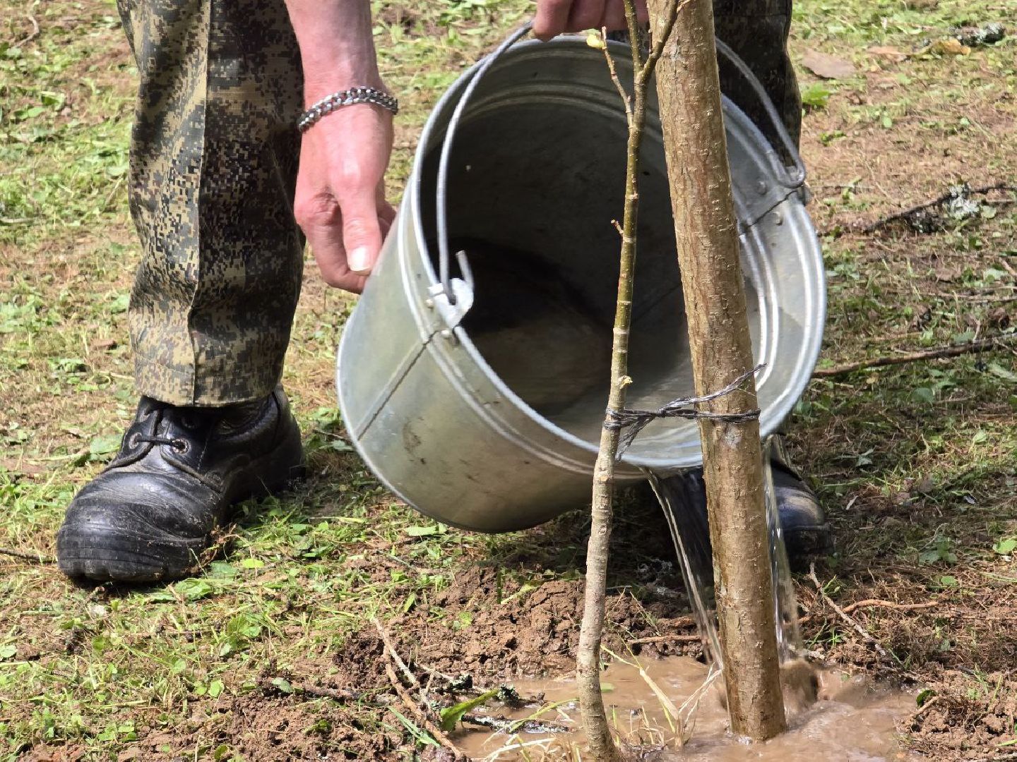 можайск, можайский муниципальный округ, подмосковье, дерево жизни, экологический проект, экология, сажаем правильно, передаем память,