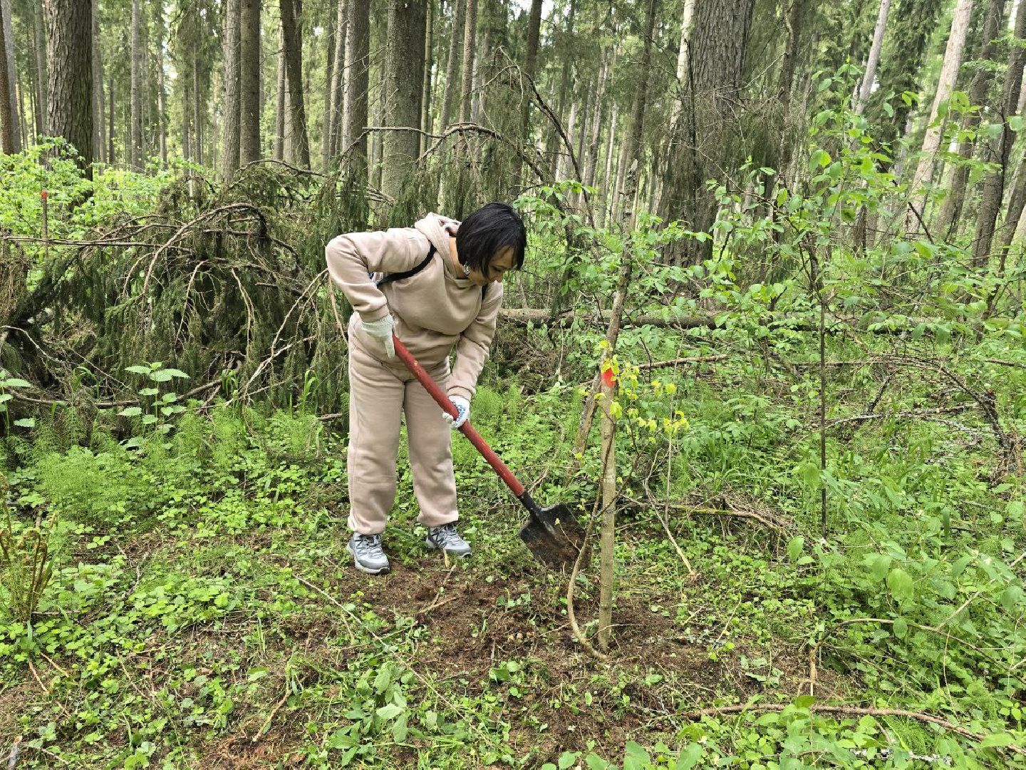 можайск, можайский муниципальный округ, подмосковье, дерево жизни, экологический проект, экология, сажаем правильно, передаем память,