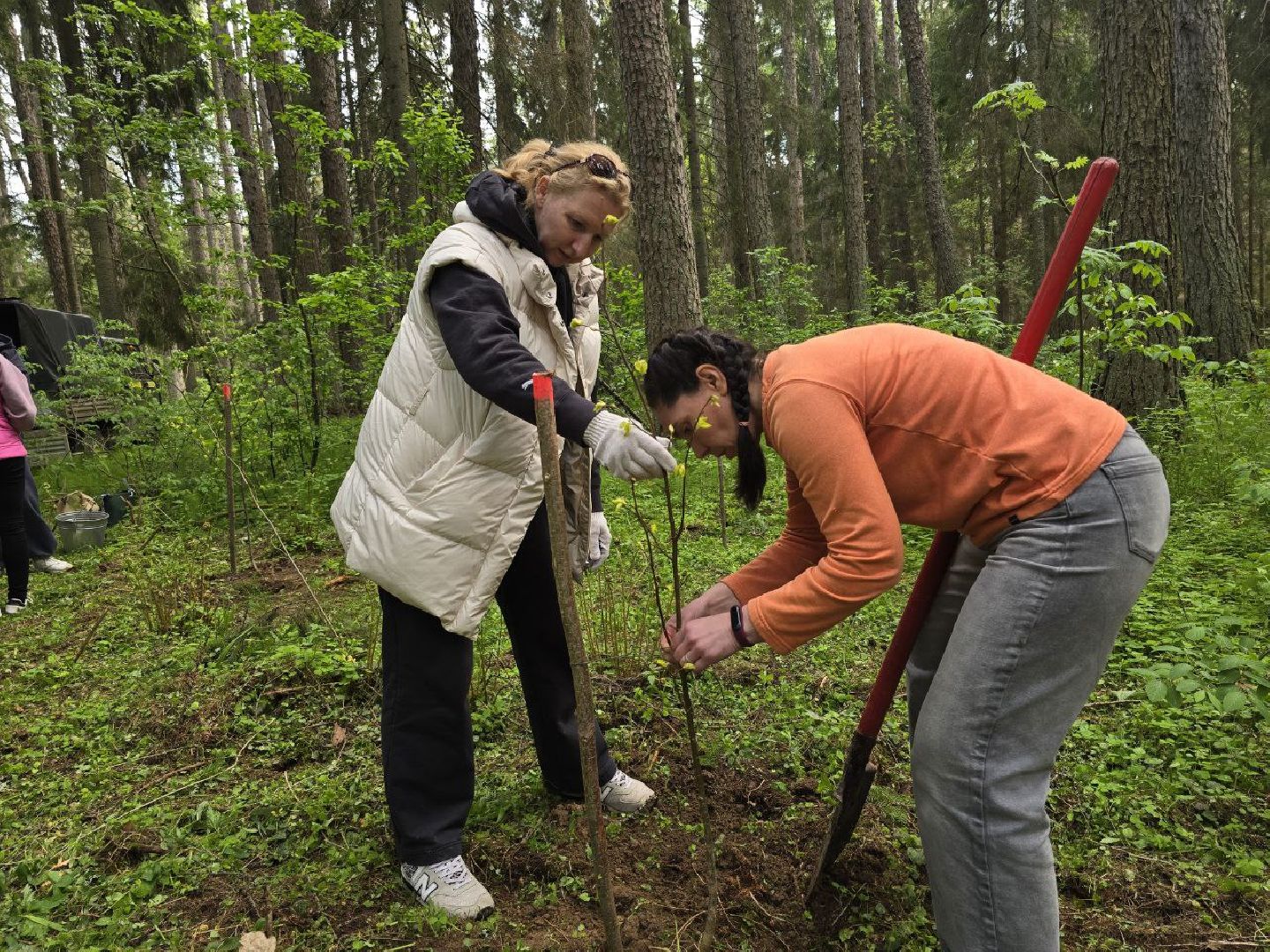 можайск, можайский муниципальный округ, подмосковье, дерево жизни, экологический проект, экология, сажаем правильно, передаем память,