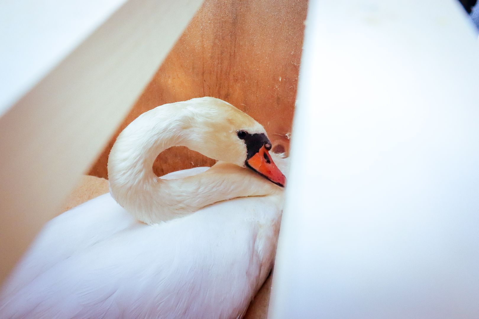 клин, общество, экология, лебеди, парки подмосковья,