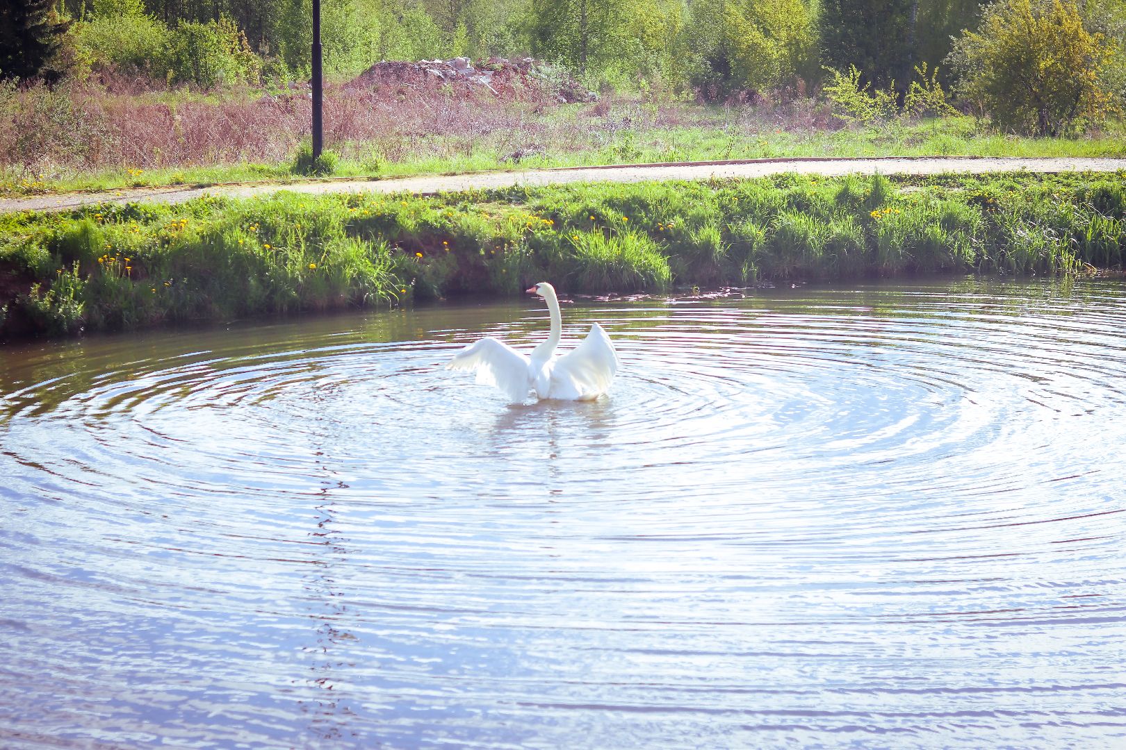 клин, общество, экология, лебеди, парки подмосковья,