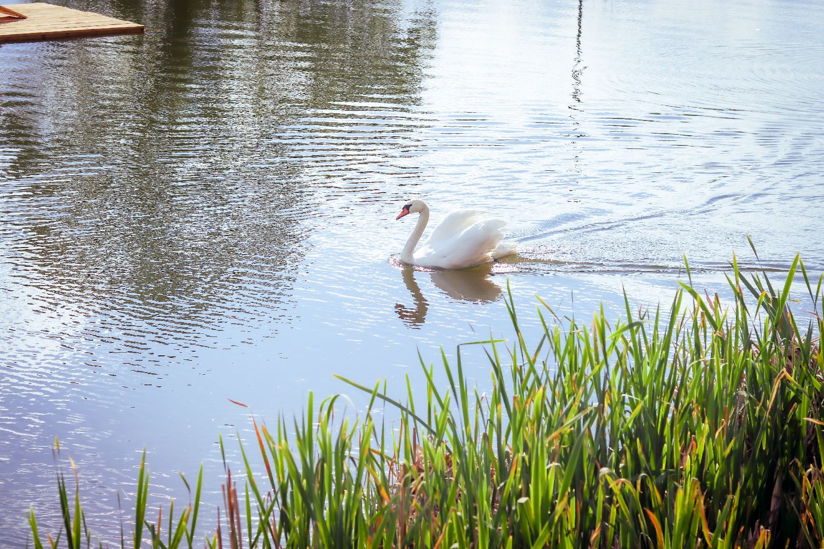 клин, общество, экология, лебеди, парки подмосковья,