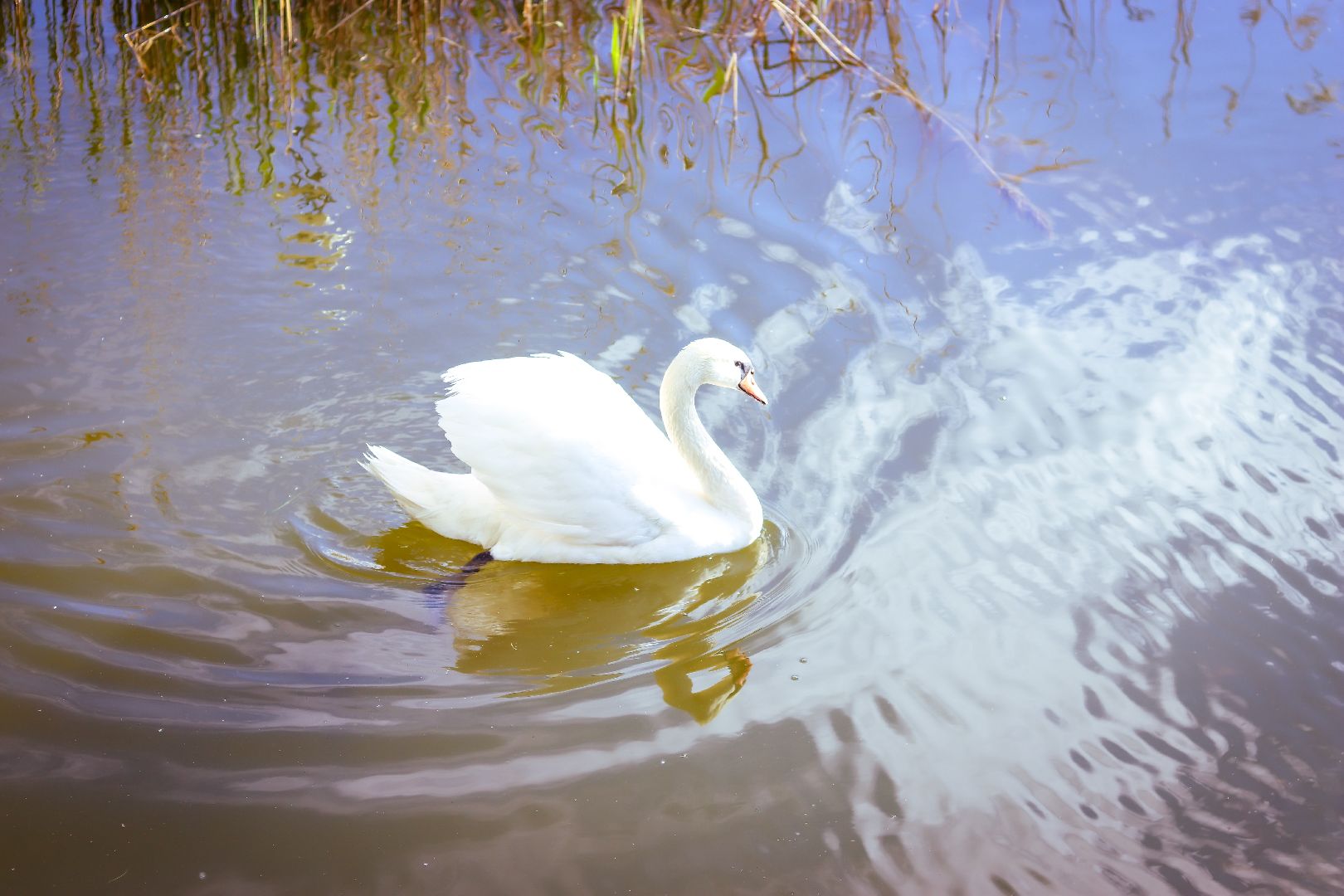 клин, общество, экология, лебеди, парки подмосковья,