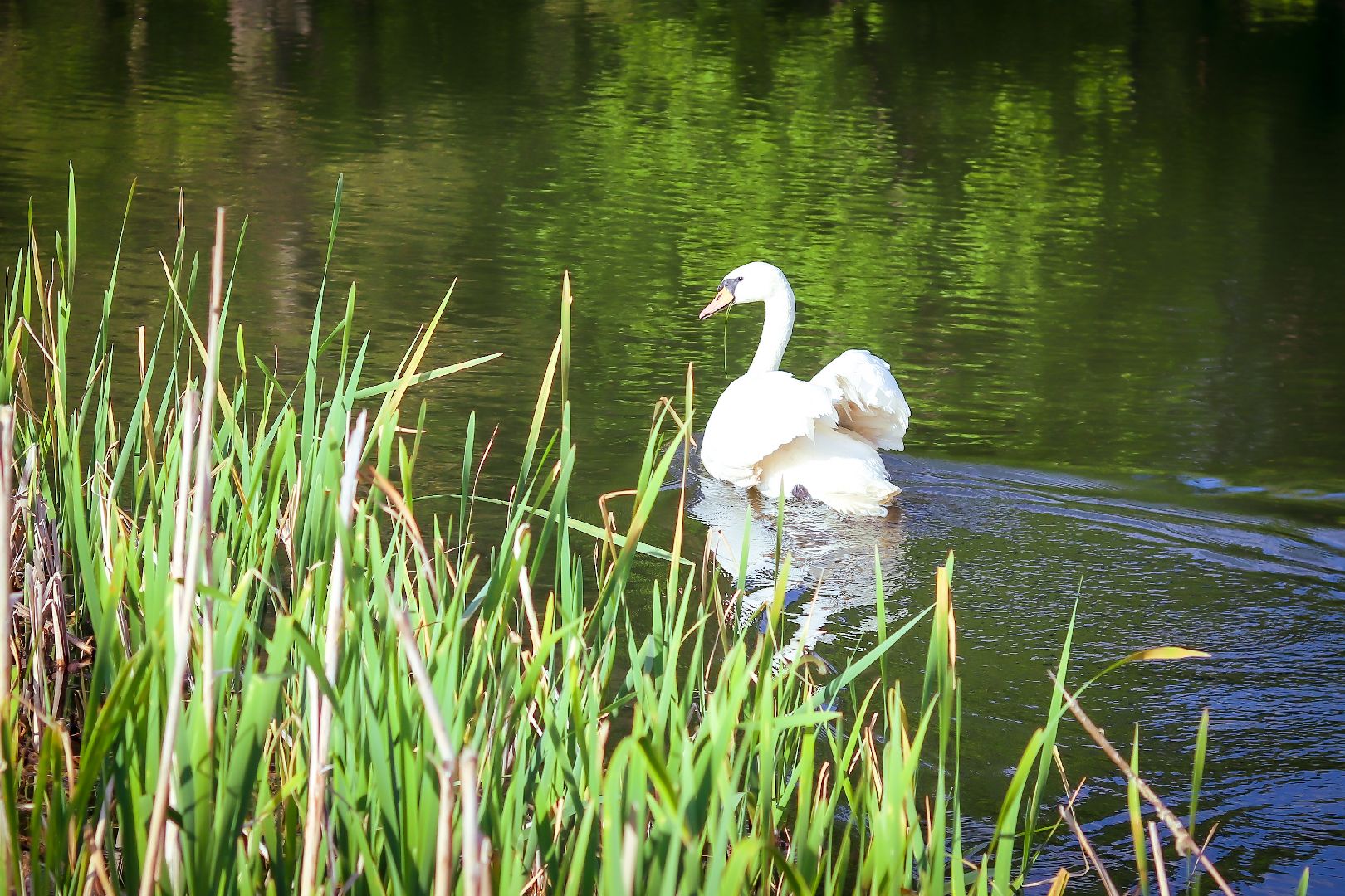 клин, общество, экология, лебеди, парки подмосковья,
