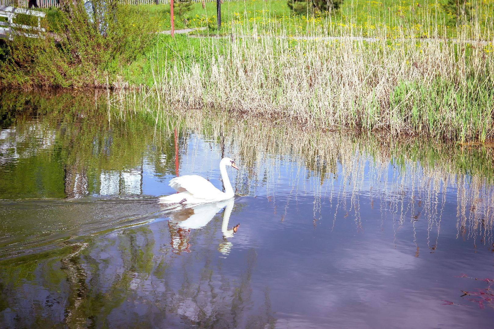 клин, общество, экология, лебеди, парки подмосковья,