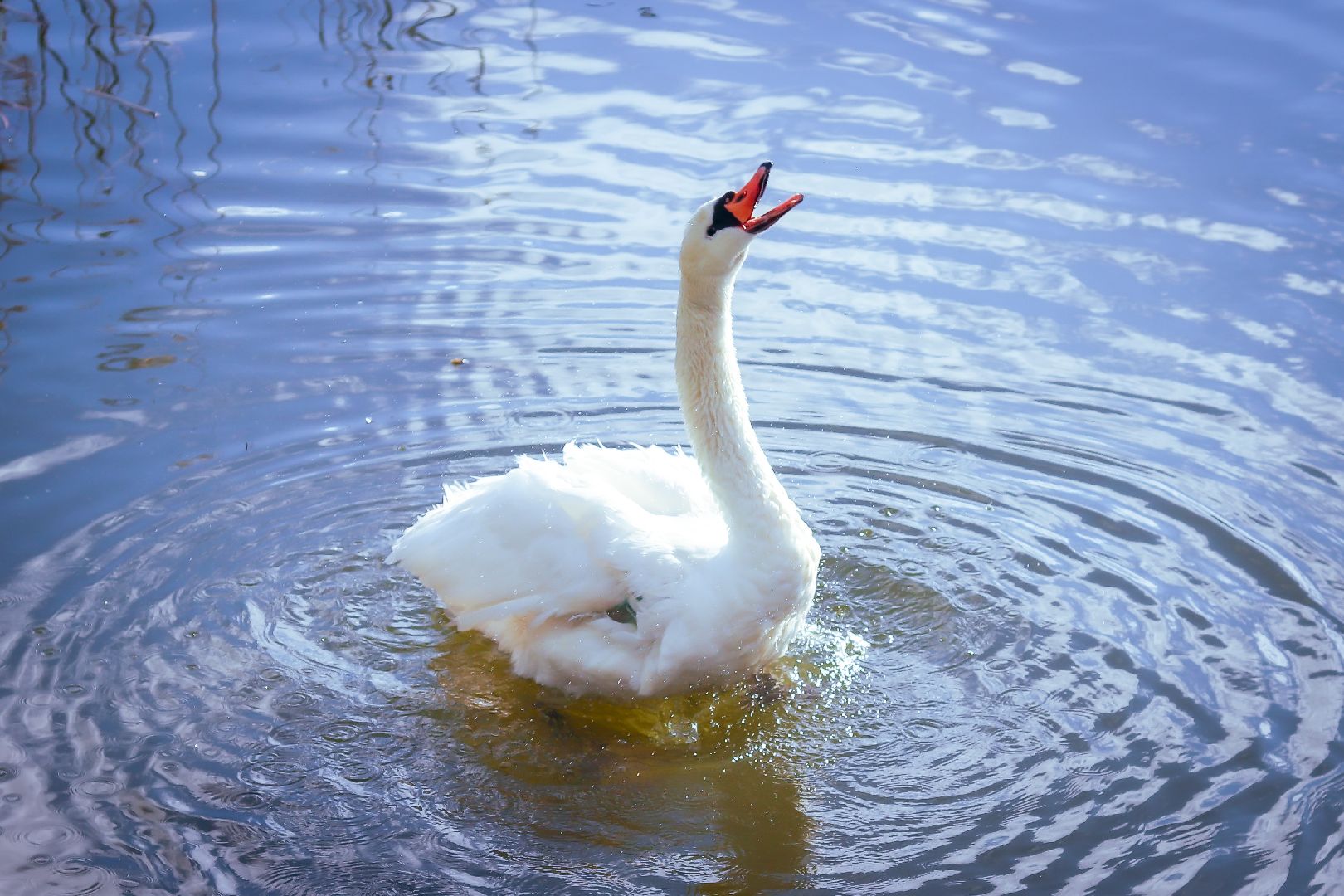 клин, общество, экология, лебеди, парки подмосковья,