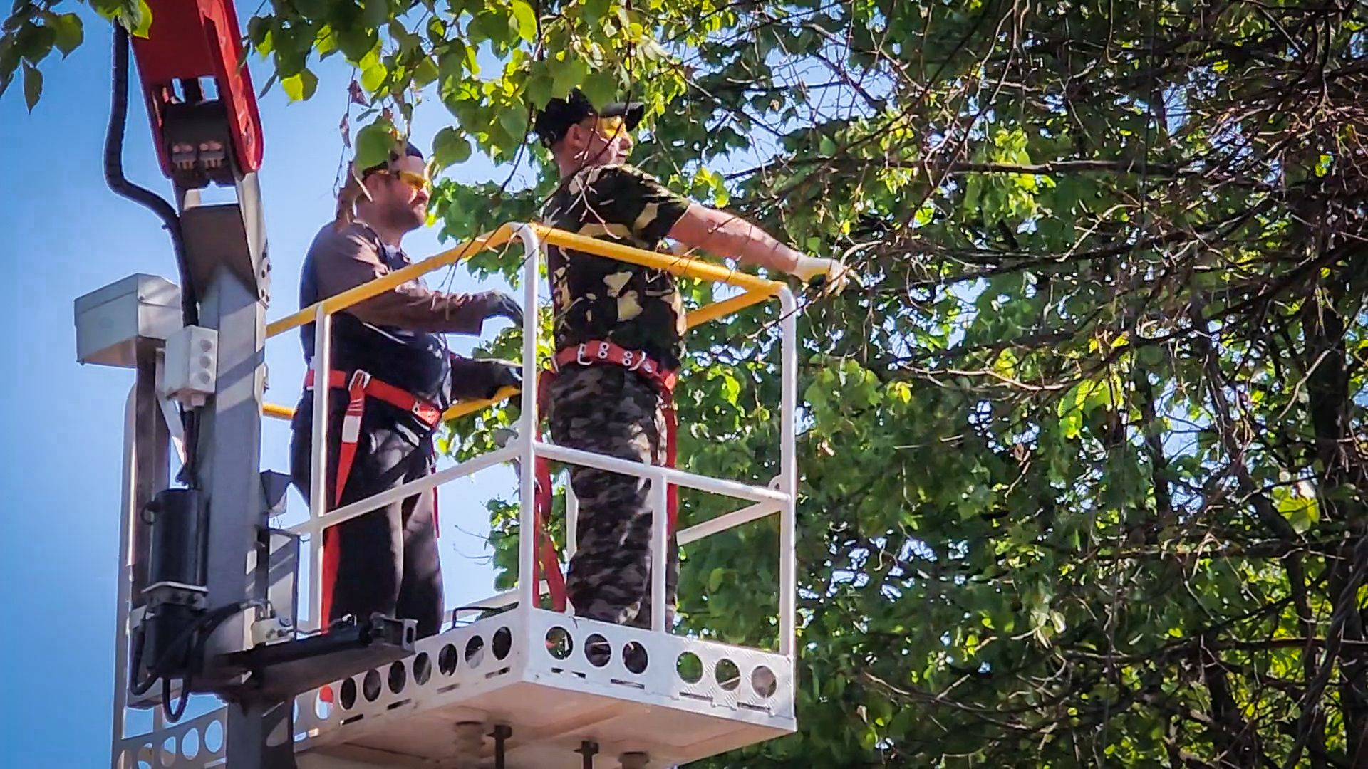 бронницы, опиловка деревьев, благоустройство ,