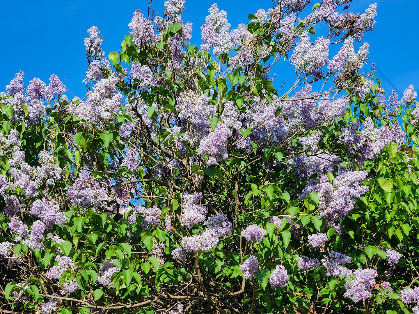 Подольск, Сирень, Штрафы,