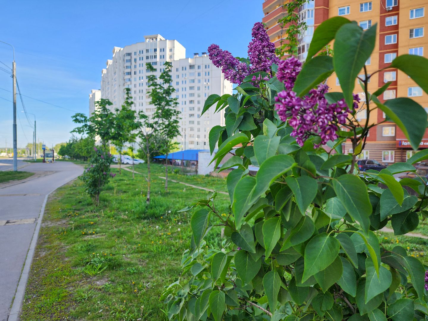 Подольск, Сирень, Штрафы,