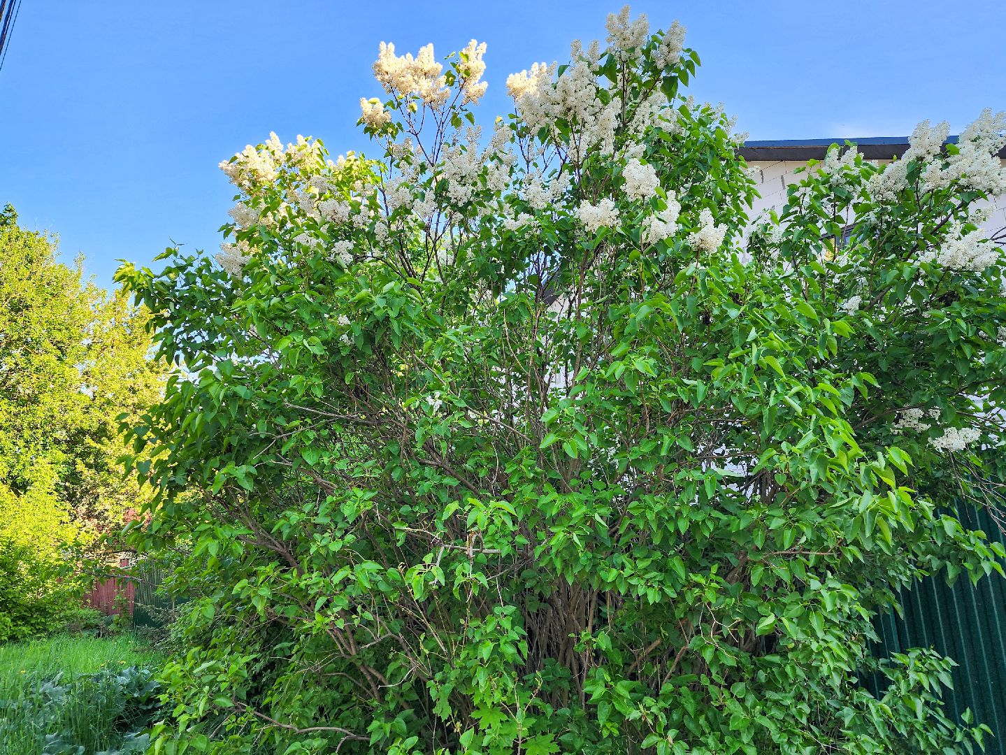 Подольск, Сирень, Штрафы,