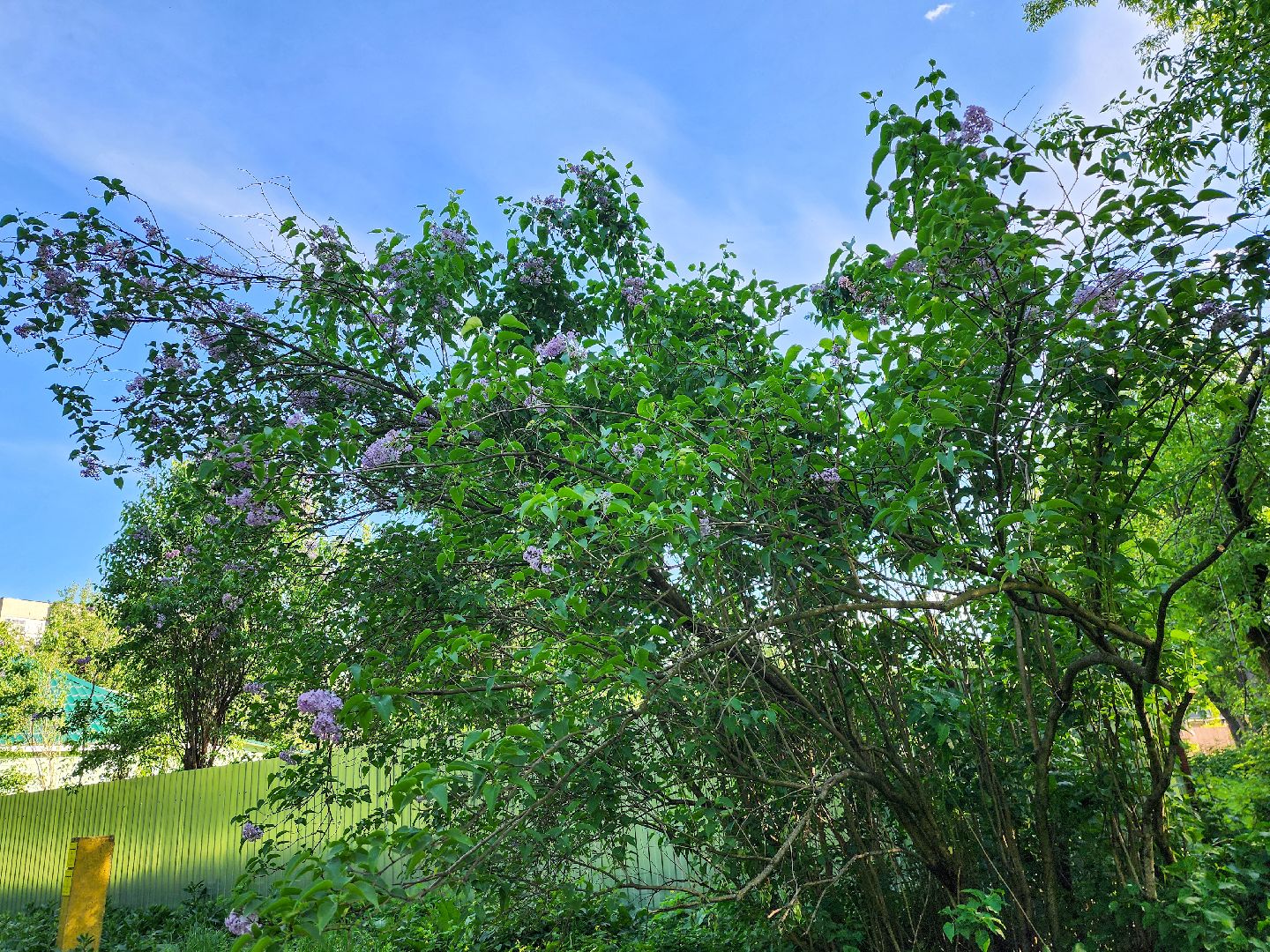 Подольск, Сирень, Штрафы,