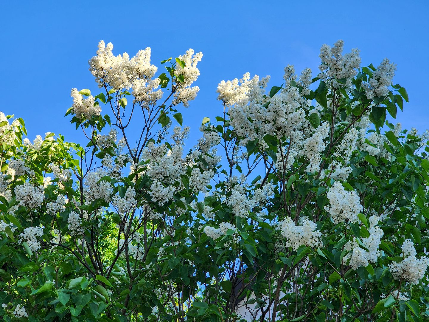 Подольск, Сирень, Штрафы,