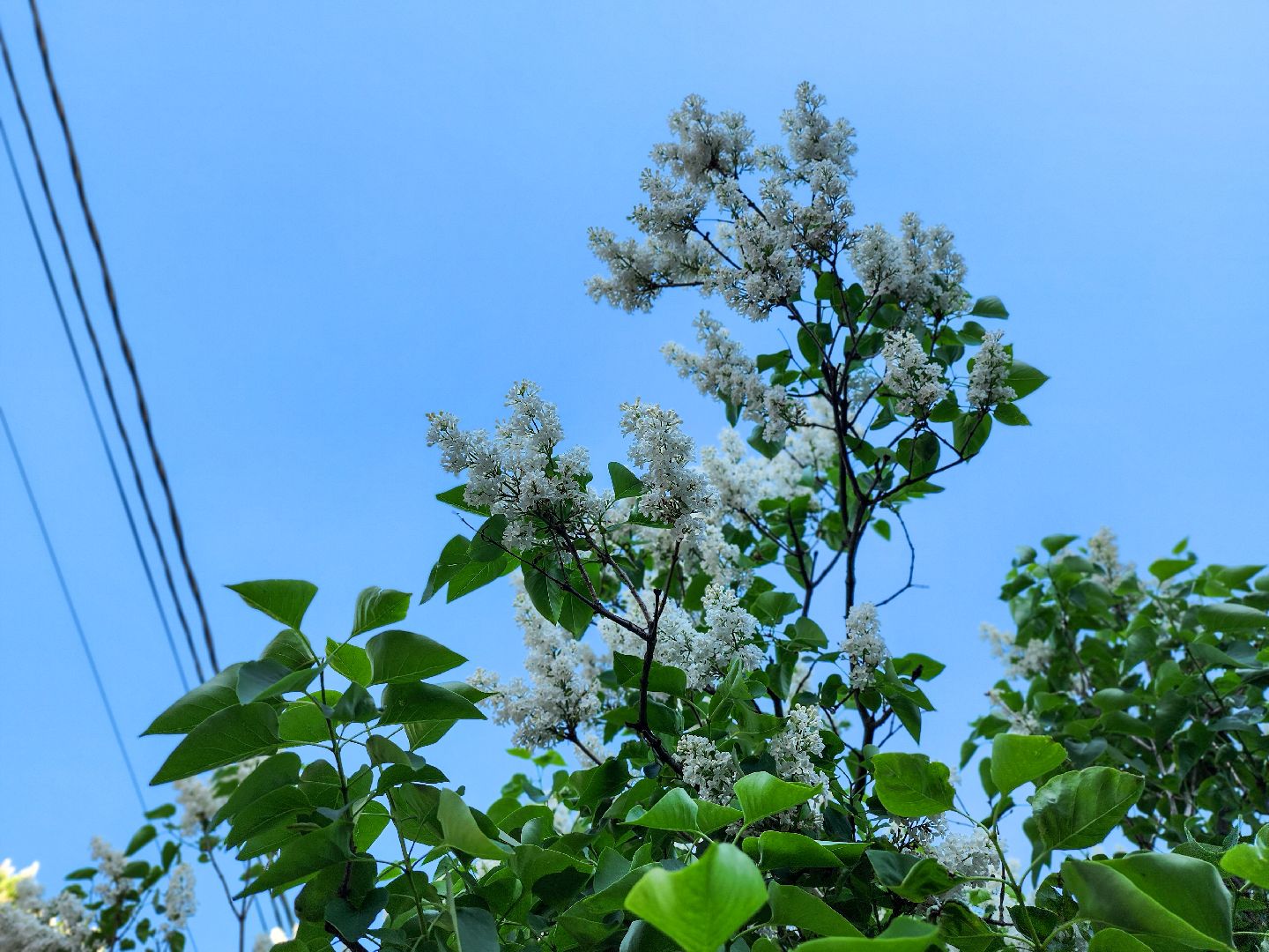 Подольск, Сирень, Штрафы,