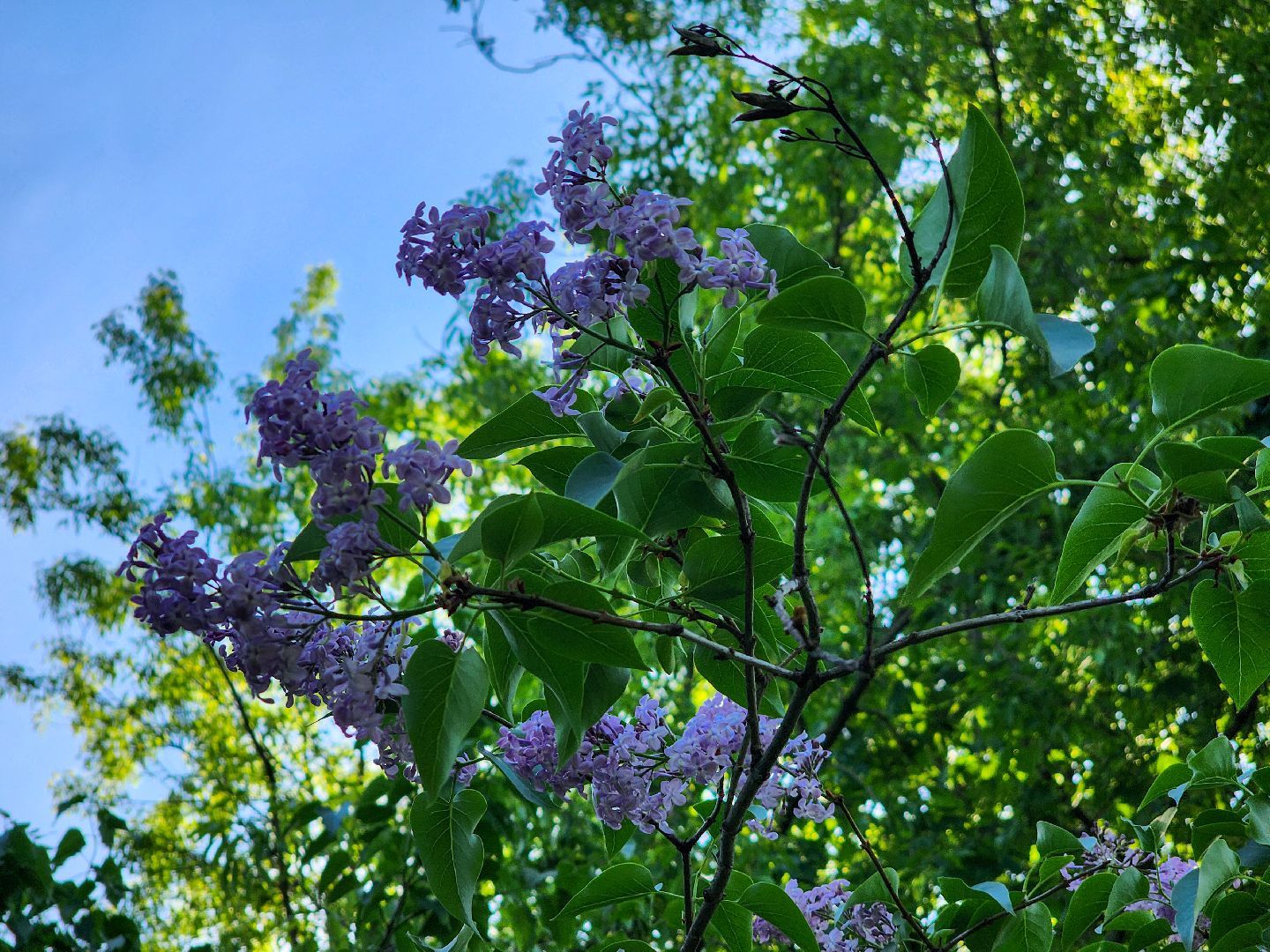 Подольск, Сирень, Штрафы,