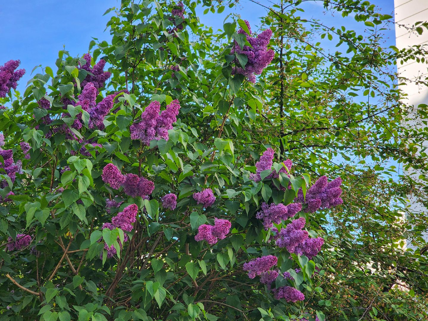 Подольск, Сирень, Штрафы,