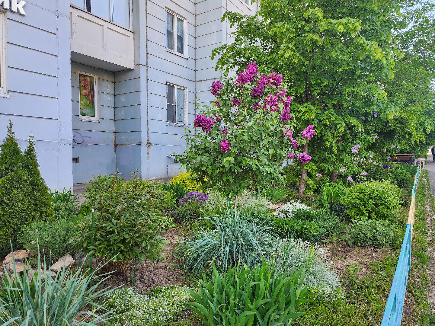 Подольск, Сирень, Штрафы,