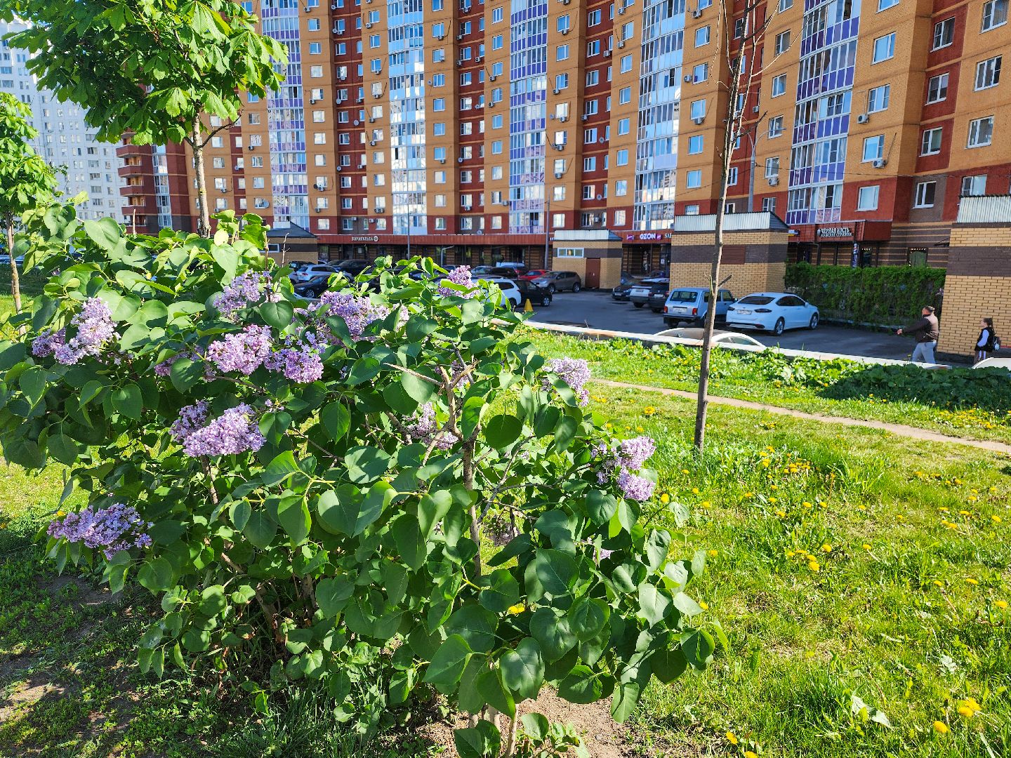 Подольск, Сирень, Штрафы,