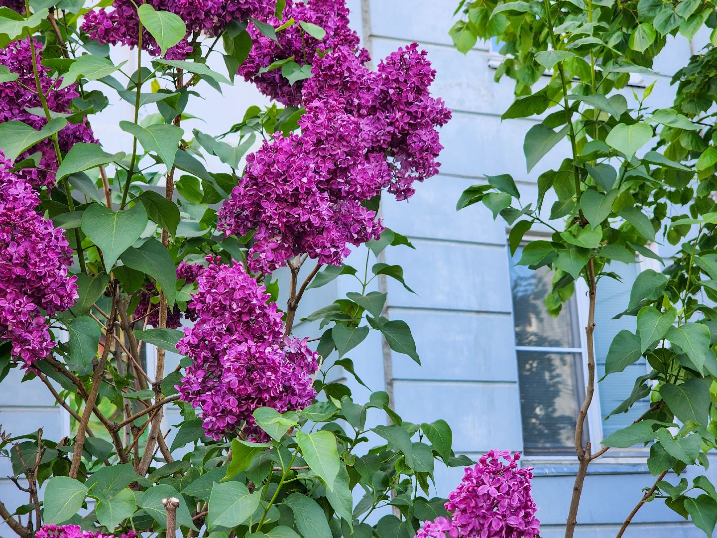 Подольск, Сирень, Штрафы,