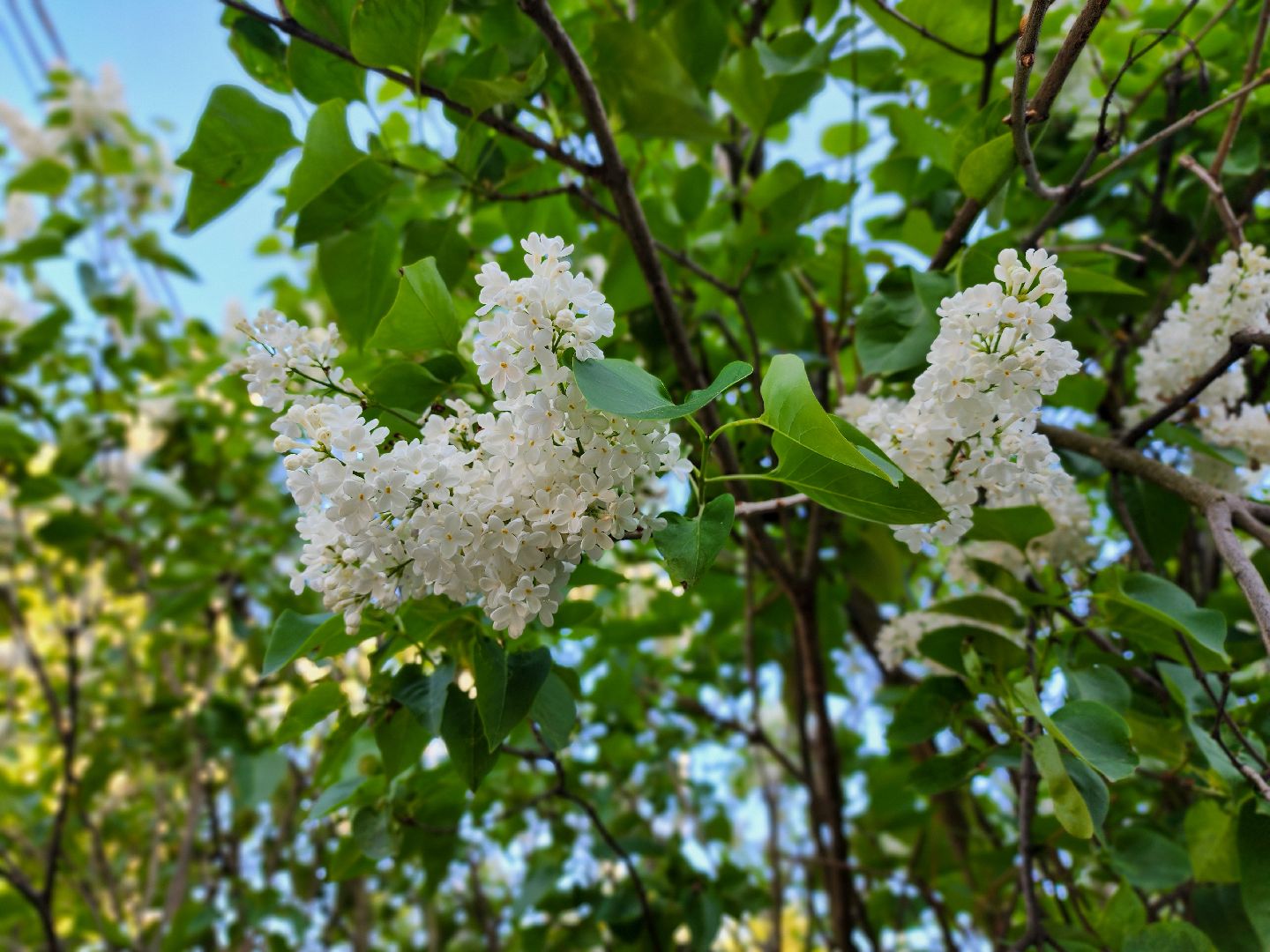 Подольск, Сирень, Штрафы,