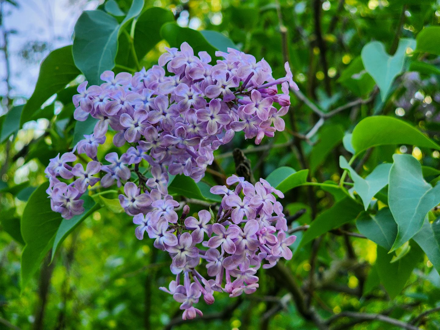 Подольск, Сирень, Штрафы,