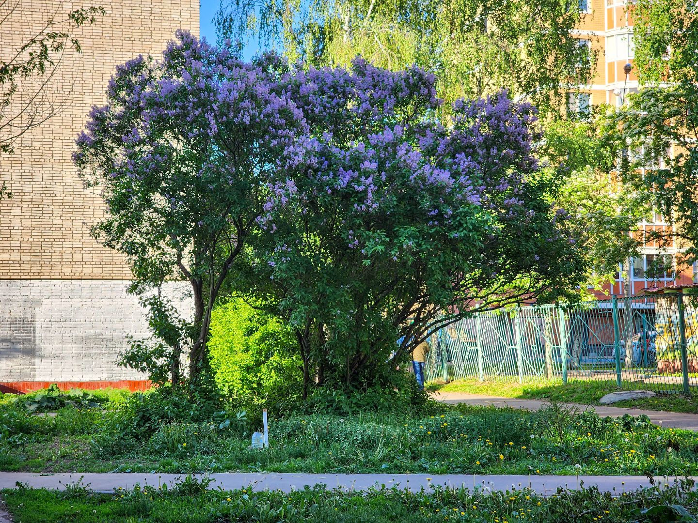 Подольск, Сирень, Штрафы,