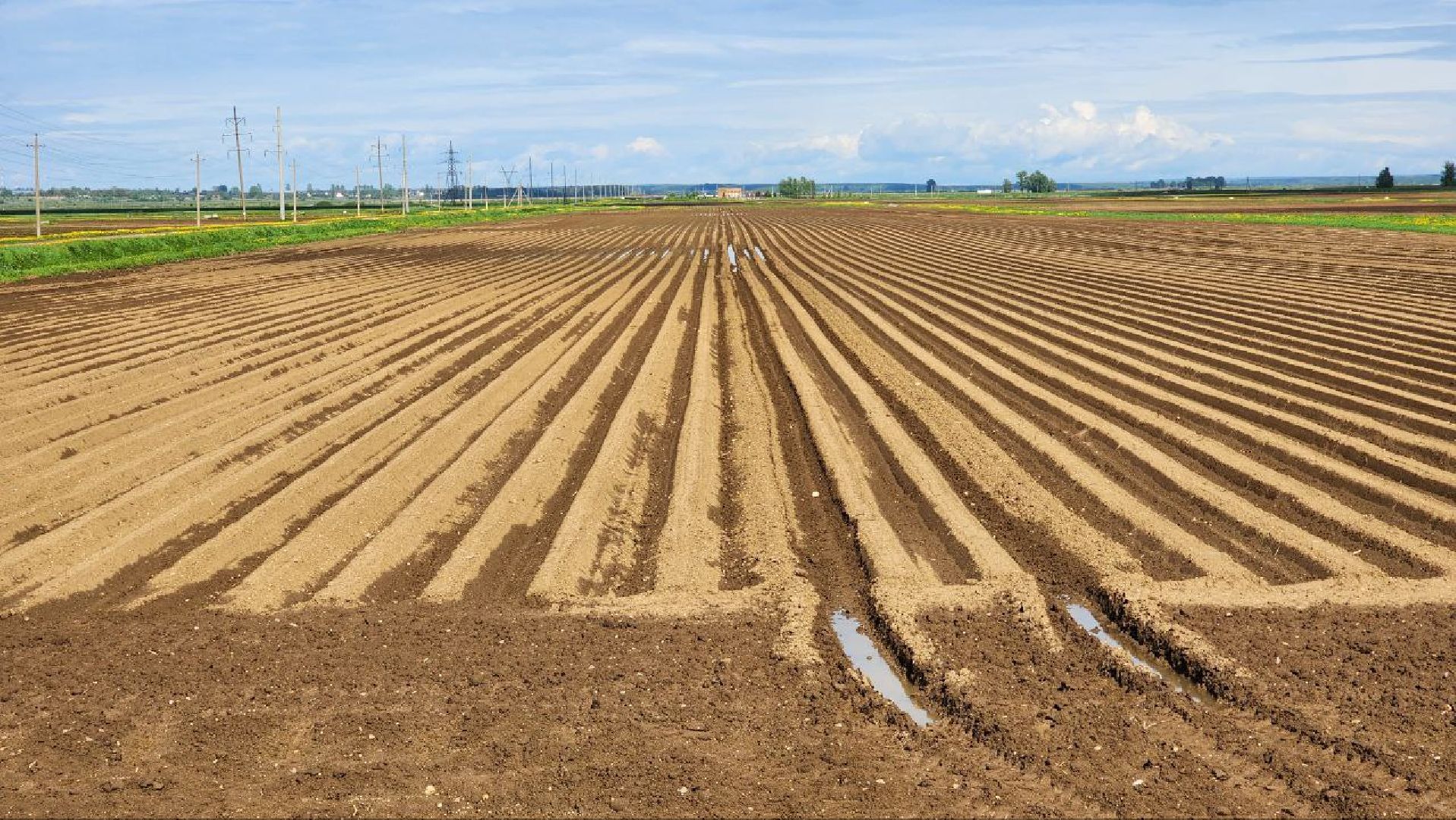 Дмитров, Минсельхоз, Мособлдума, Агрохолдинг, Дмитровские овощи,