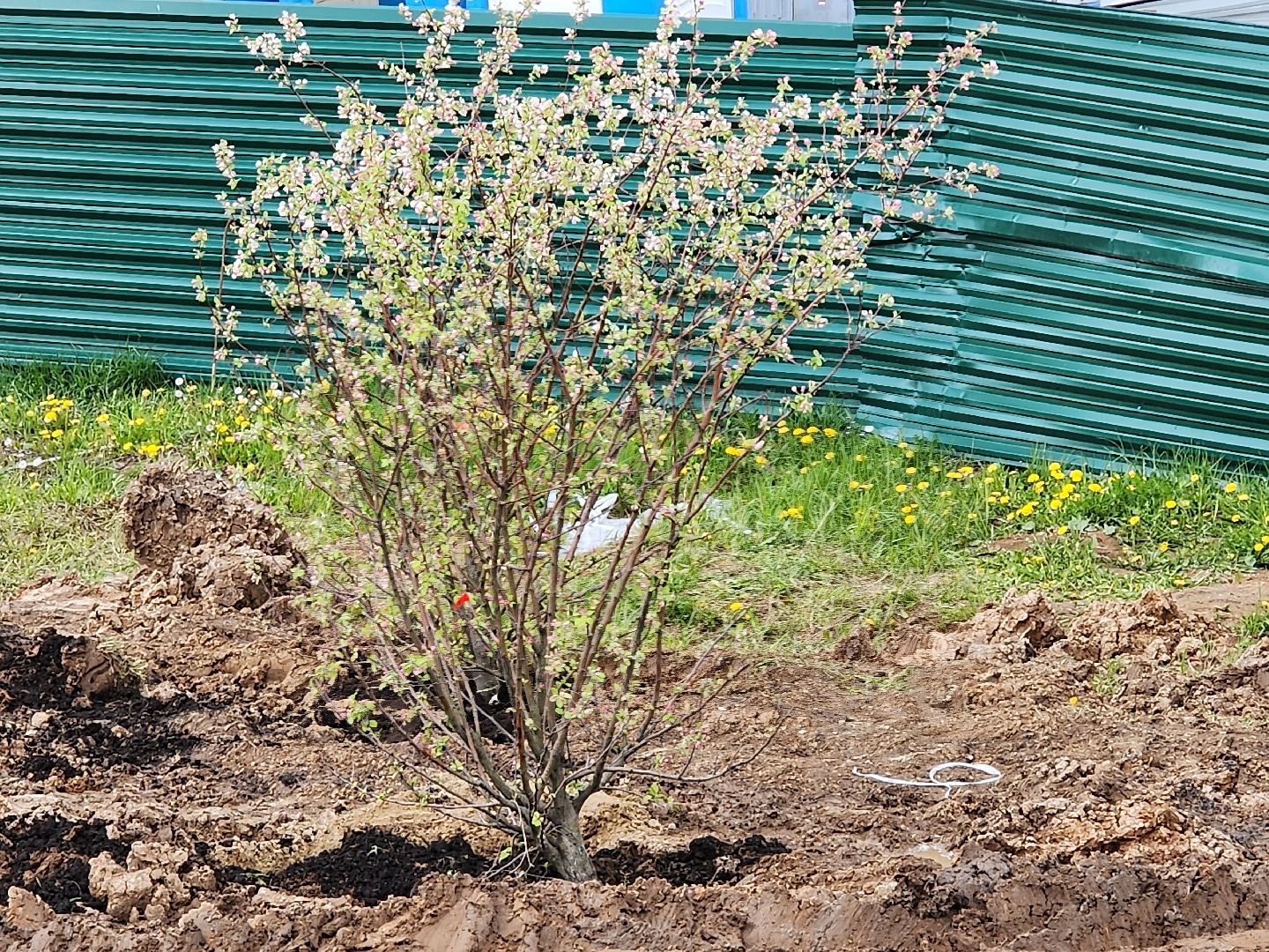 сергиев посад, семхоз, озеленение,