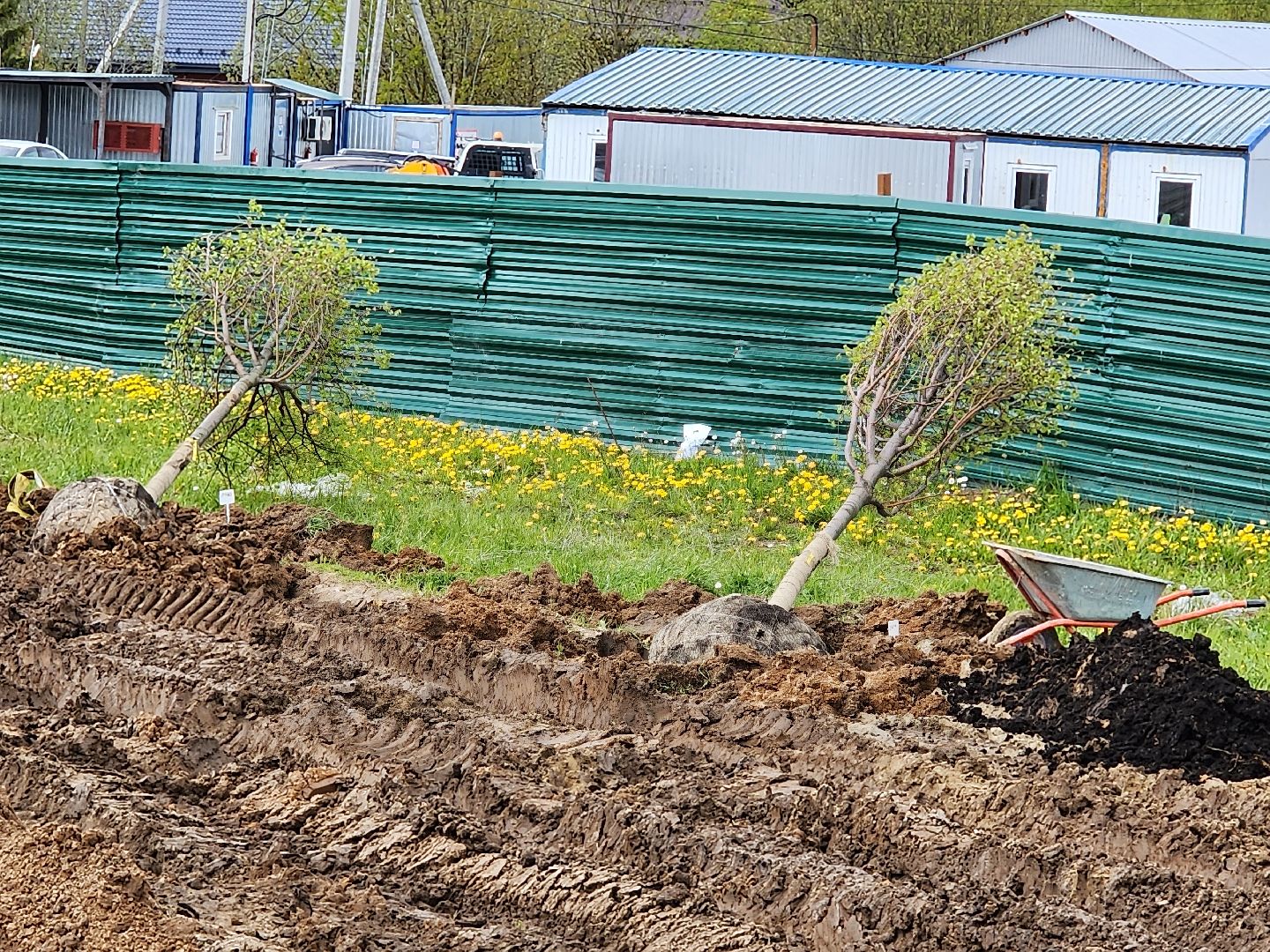 сергиев посад, семхоз, озеленение,