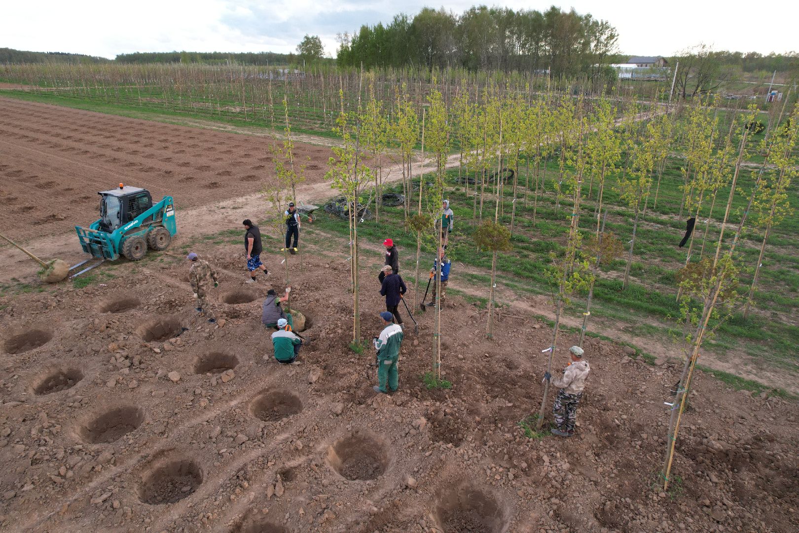 видео с коптера, доращивание декоративных растений,  аллейные деревья для озеленения,