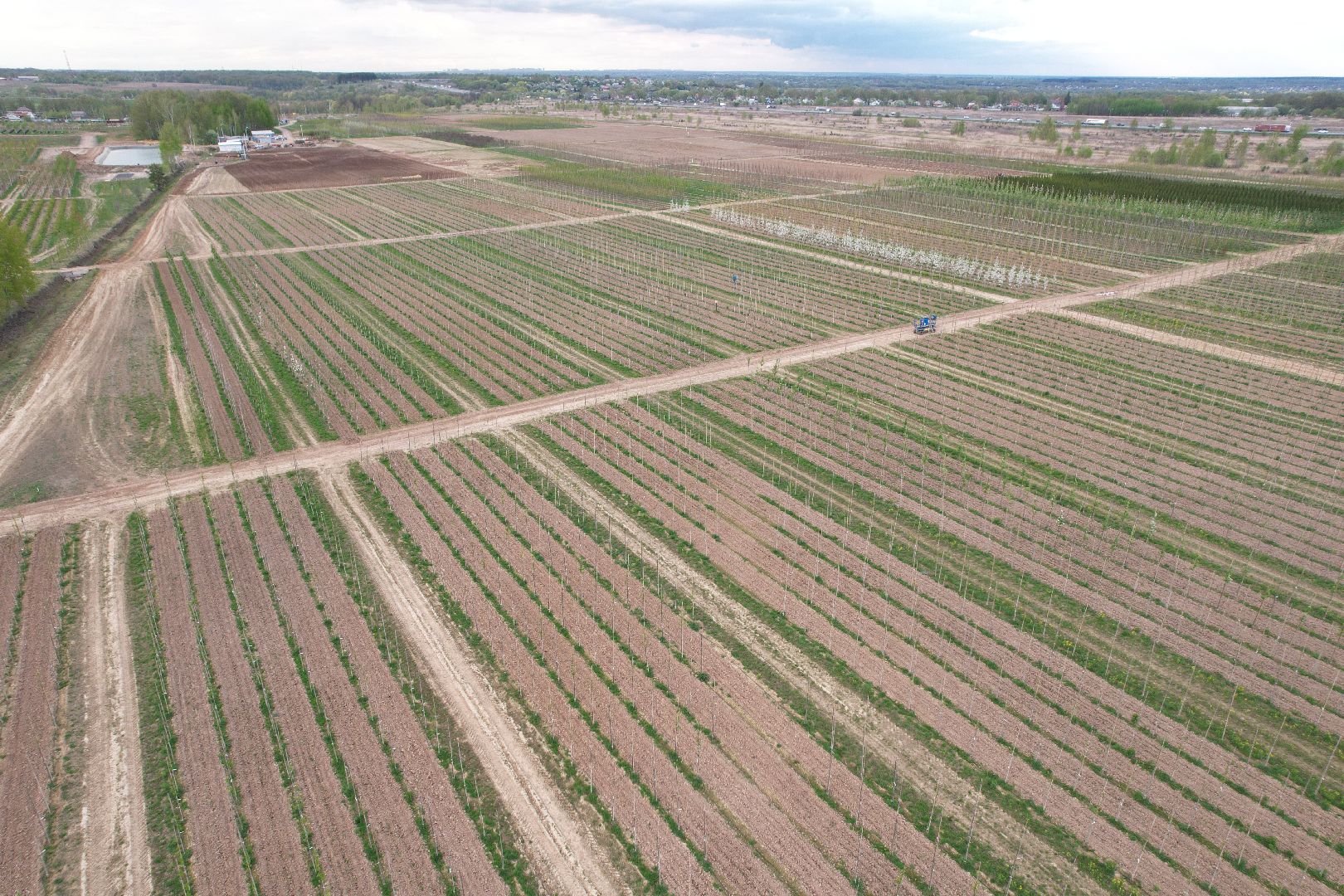 видео с коптера, доращивание декоративных растений,  аллейные деревья для озеленения,