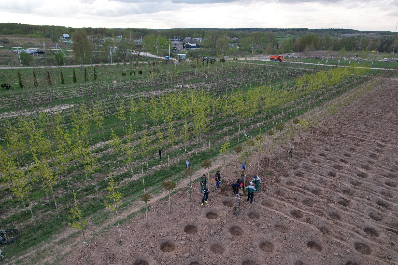 видео с коптера, доращивание декоративных растений,  аллейные деревья для озеленения,