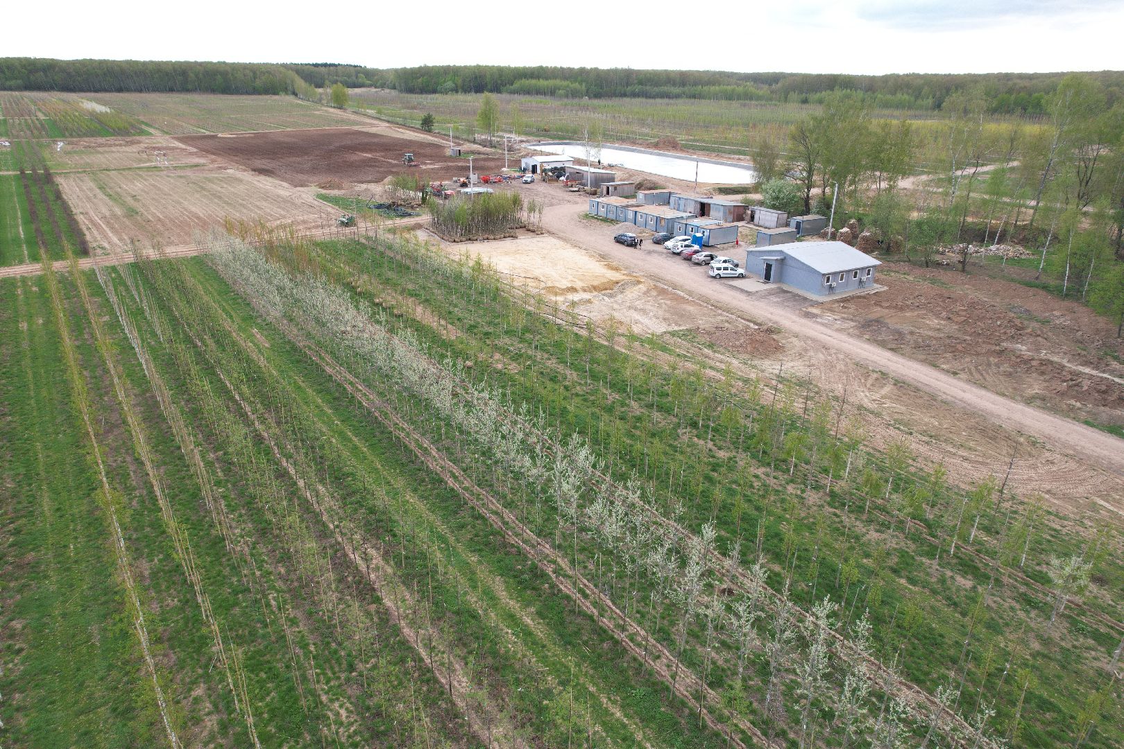 видео с коптера, доращивание декоративных растений,  аллейные деревья для озеленения,