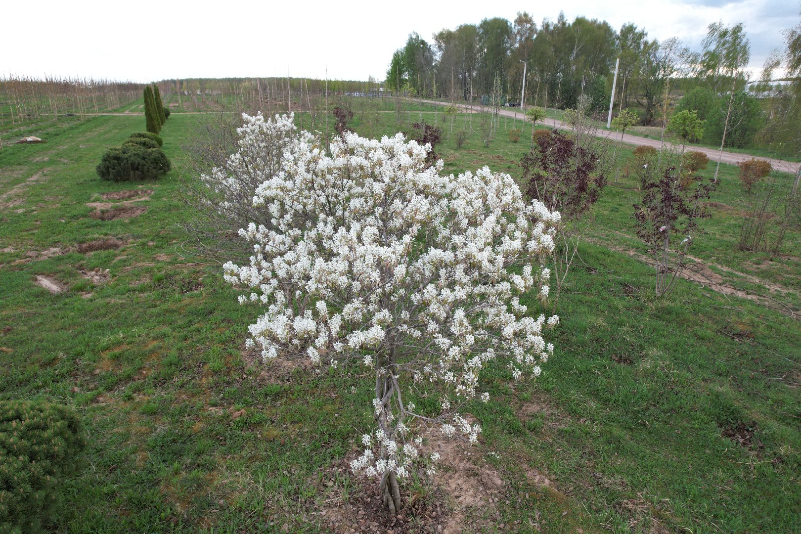 видео с коптера, доращивание декоративных растений,  аллейные деревья для озеленения,