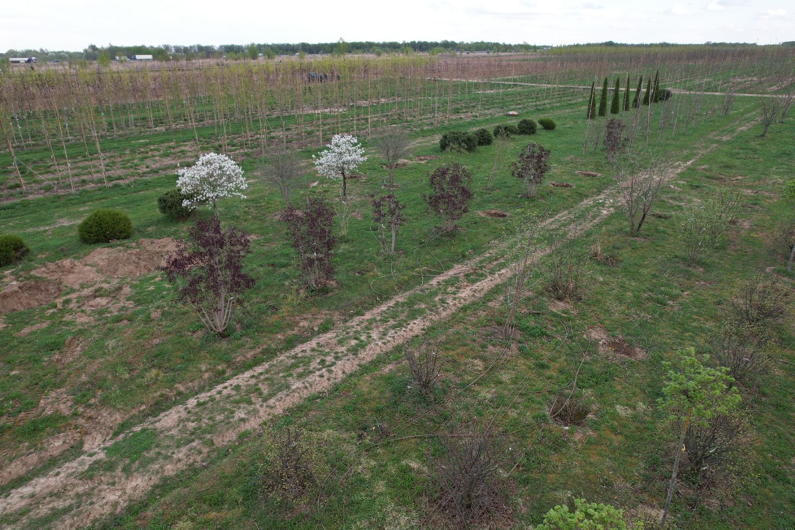 видео с коптера, доращивание декоративных растений,  аллейные деревья для озеленения,