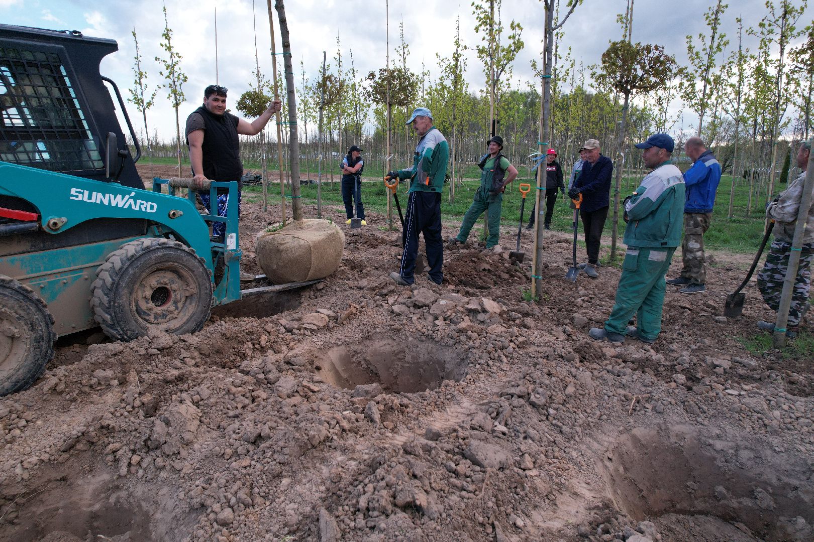 видео с коптера, доращивание декоративных растений,  аллейные деревья для озеленения,