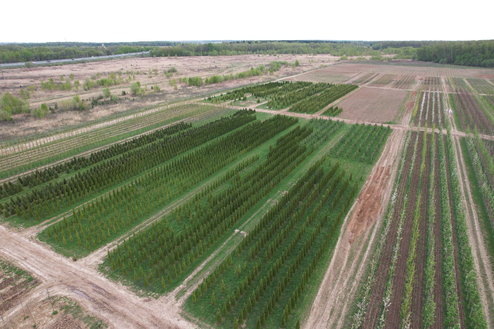 видео с коптера, доращивание декоративных растений,  аллейные деревья для озеленения,