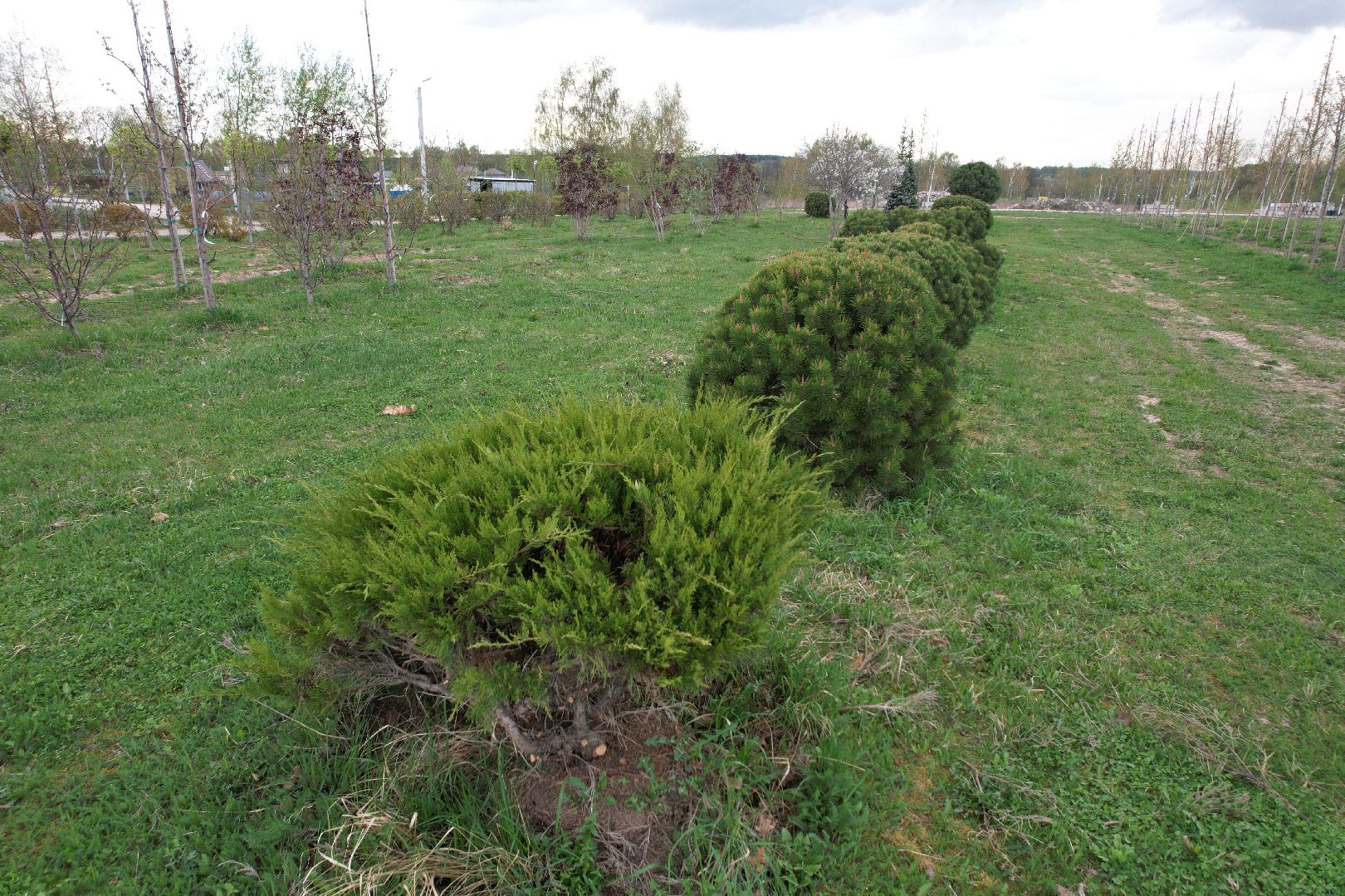 видео с коптера, доращивание декоративных растений,  аллейные деревья для озеленения,
